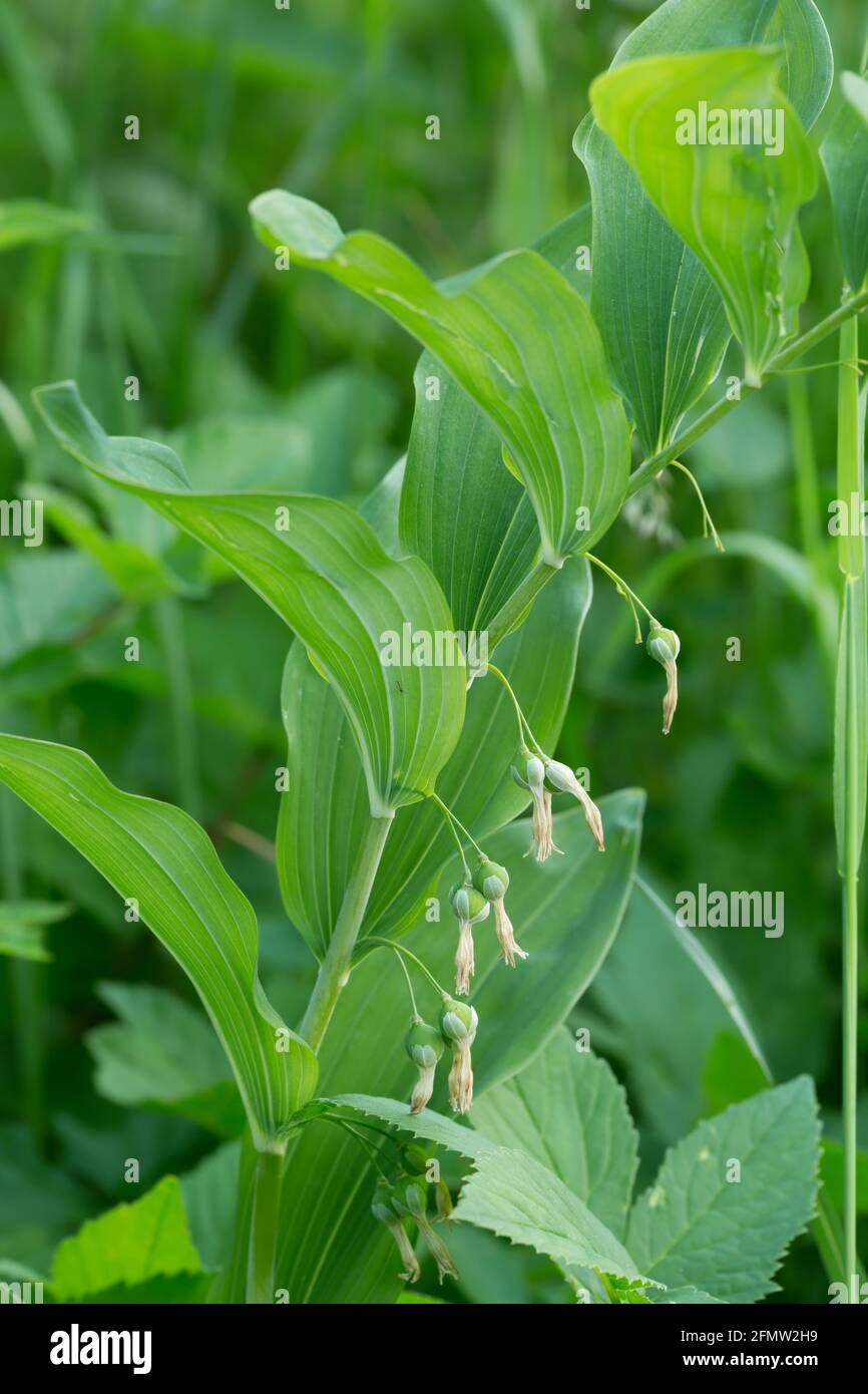 Überwehtes salomons Meer, Polygonatum multiflorum Stockfoto