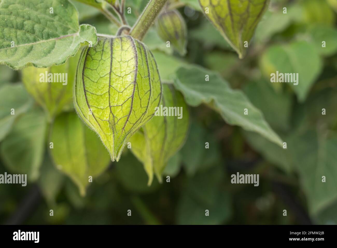 Makroansicht der Physalis peruviana Frucht, die auf der Pflanze wächst Im Freien Stockfoto