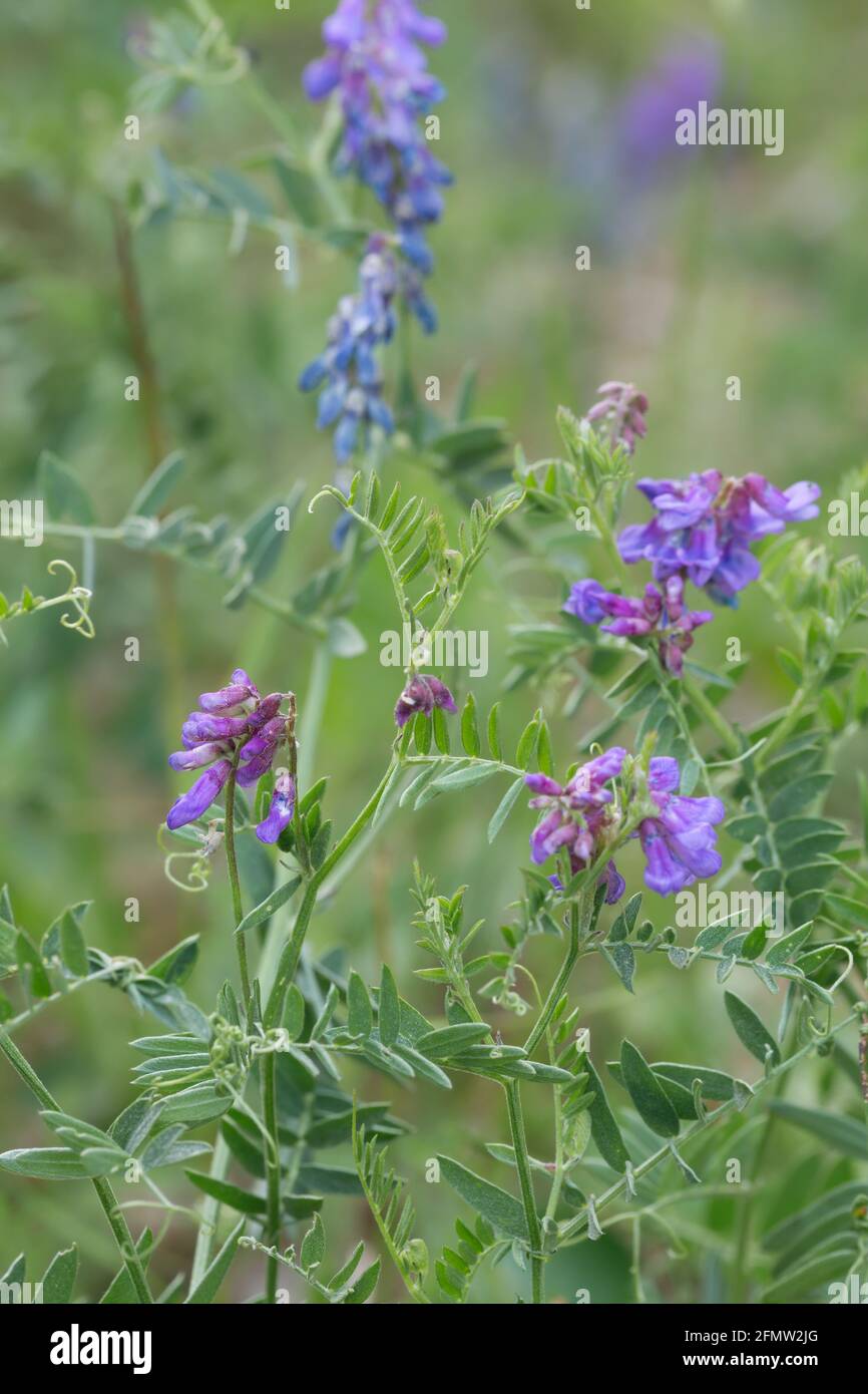 Getuftete Wicke, Vicia cracca Stockfoto