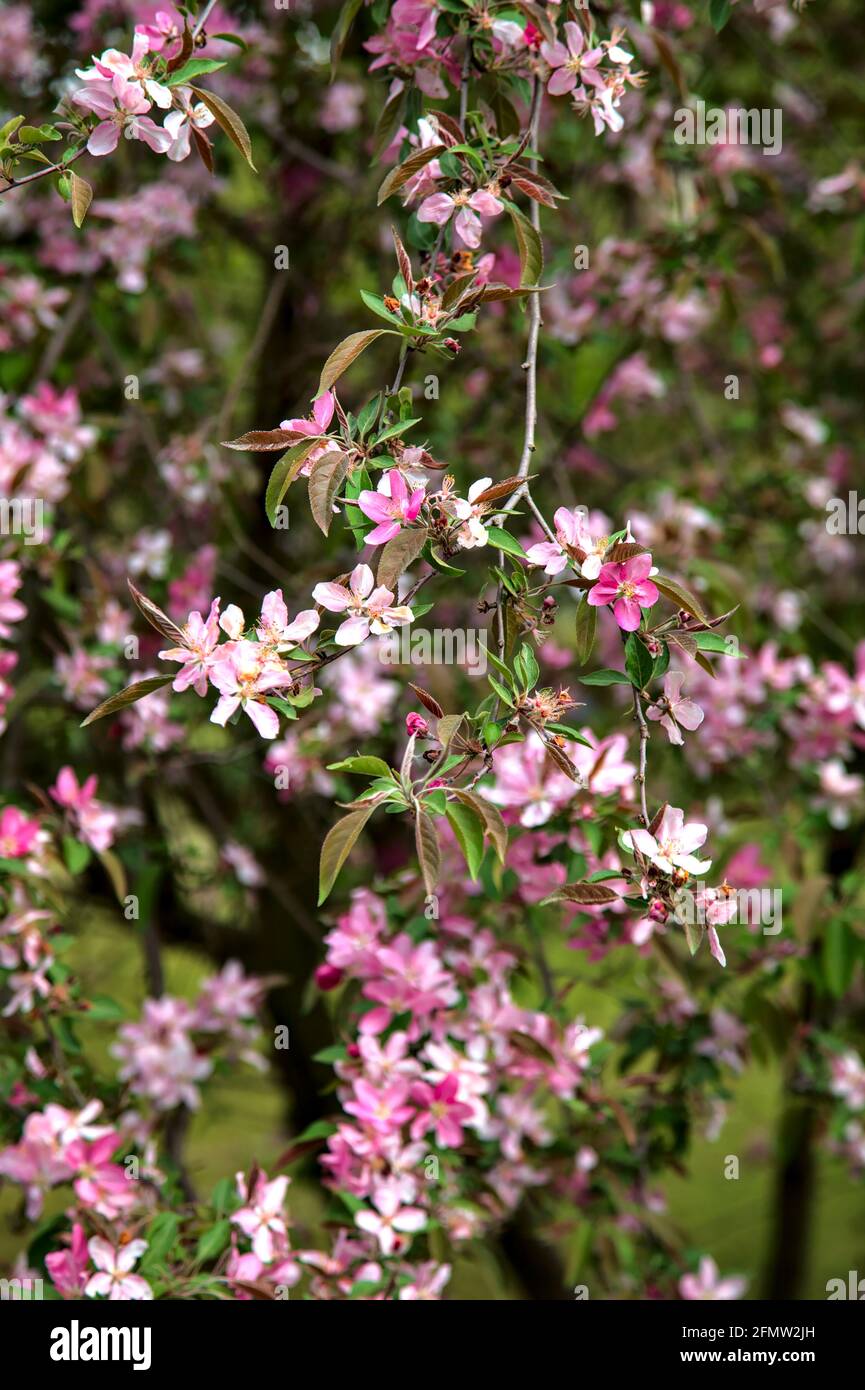 Japanischer Krabbelkelller in voller Blüte Stockfoto