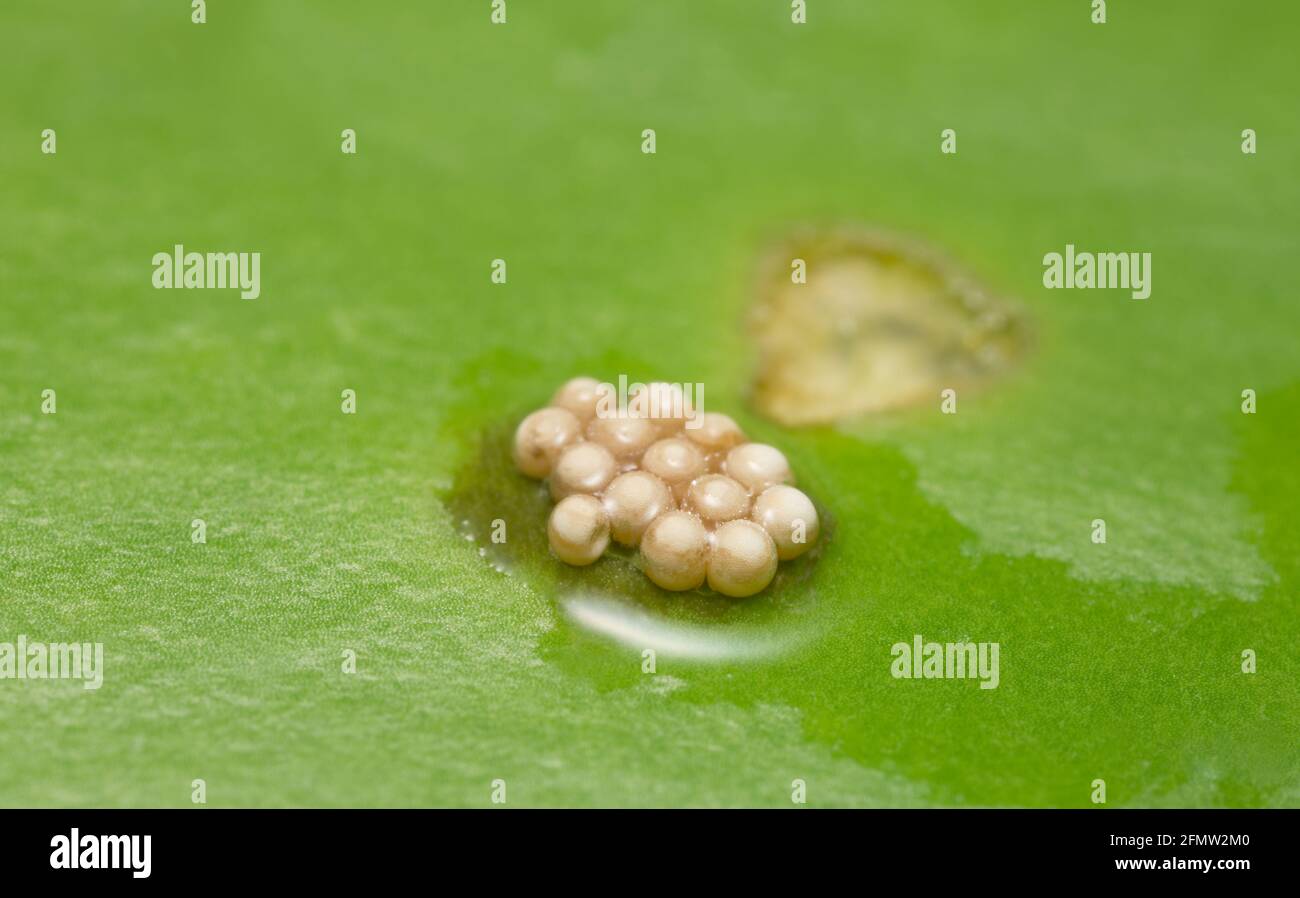Seerosenkäfer, Galerucella nymphaeae Eier auf Seerosenblatt Stockfoto