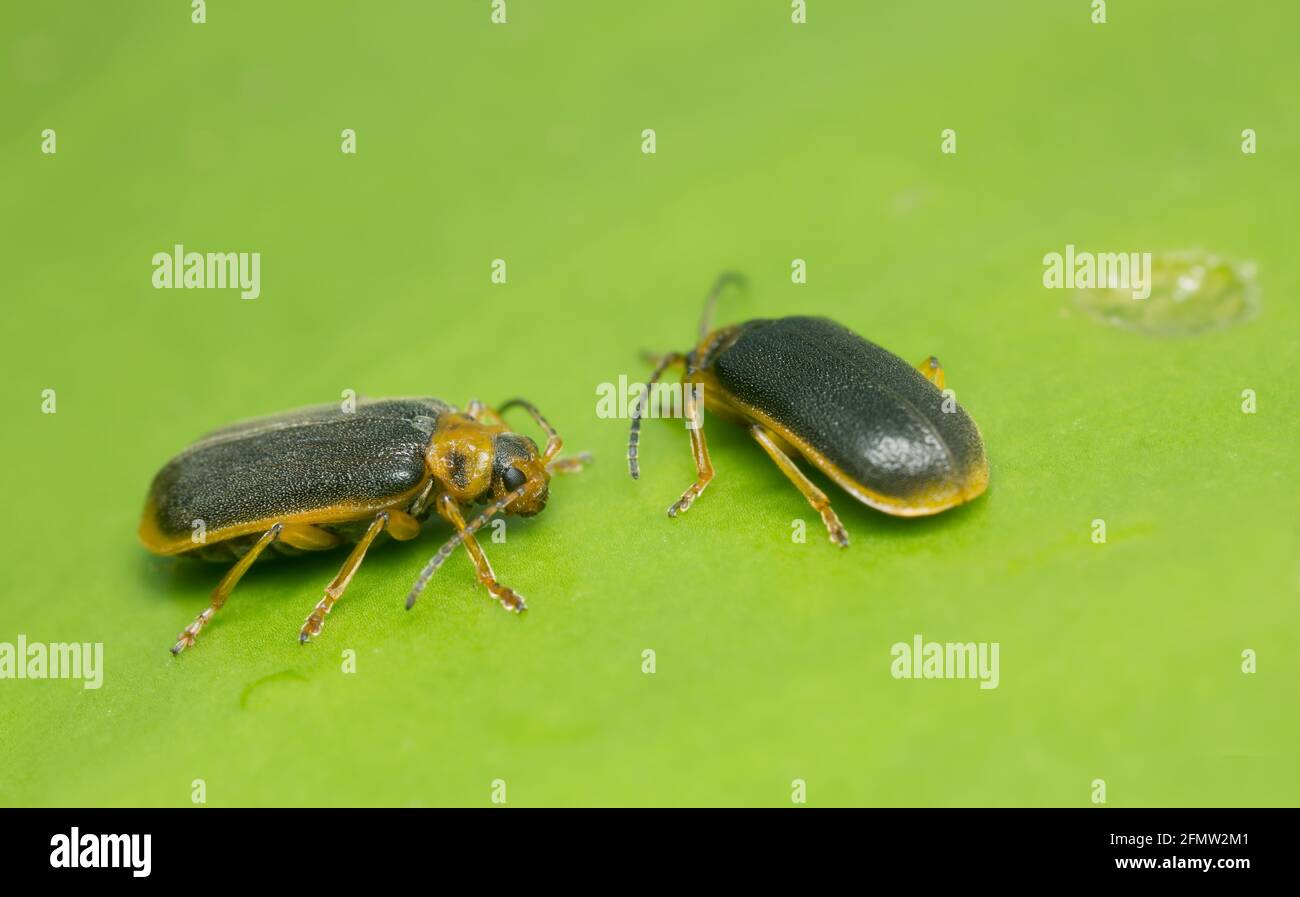 Seerosenkäfer, Galerucella nymphaeae auf Seerosenblatt Stockfoto