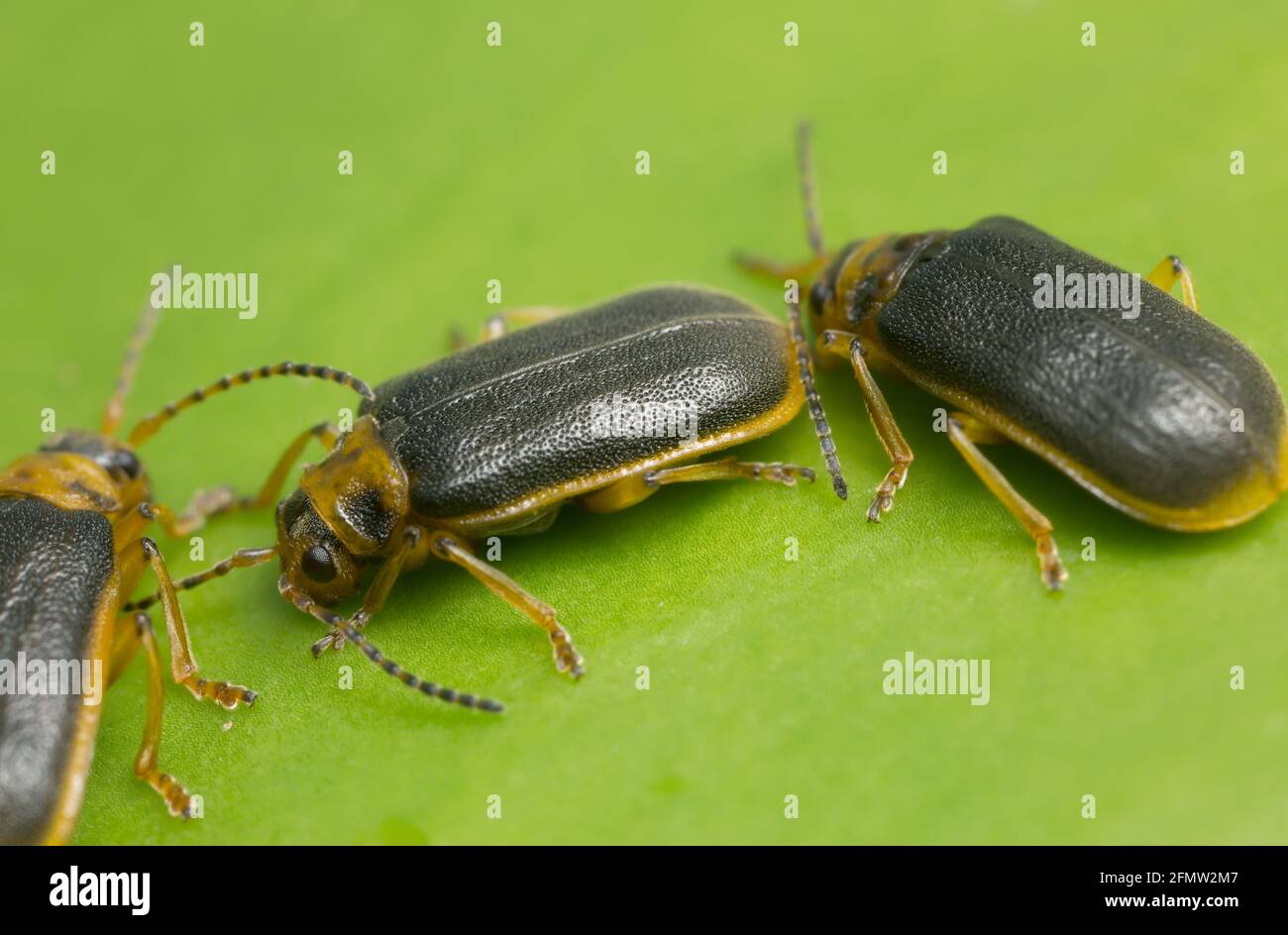 Seerosenkäfer, Galerucella nymphaeae auf Seerosenblatt Stockfoto