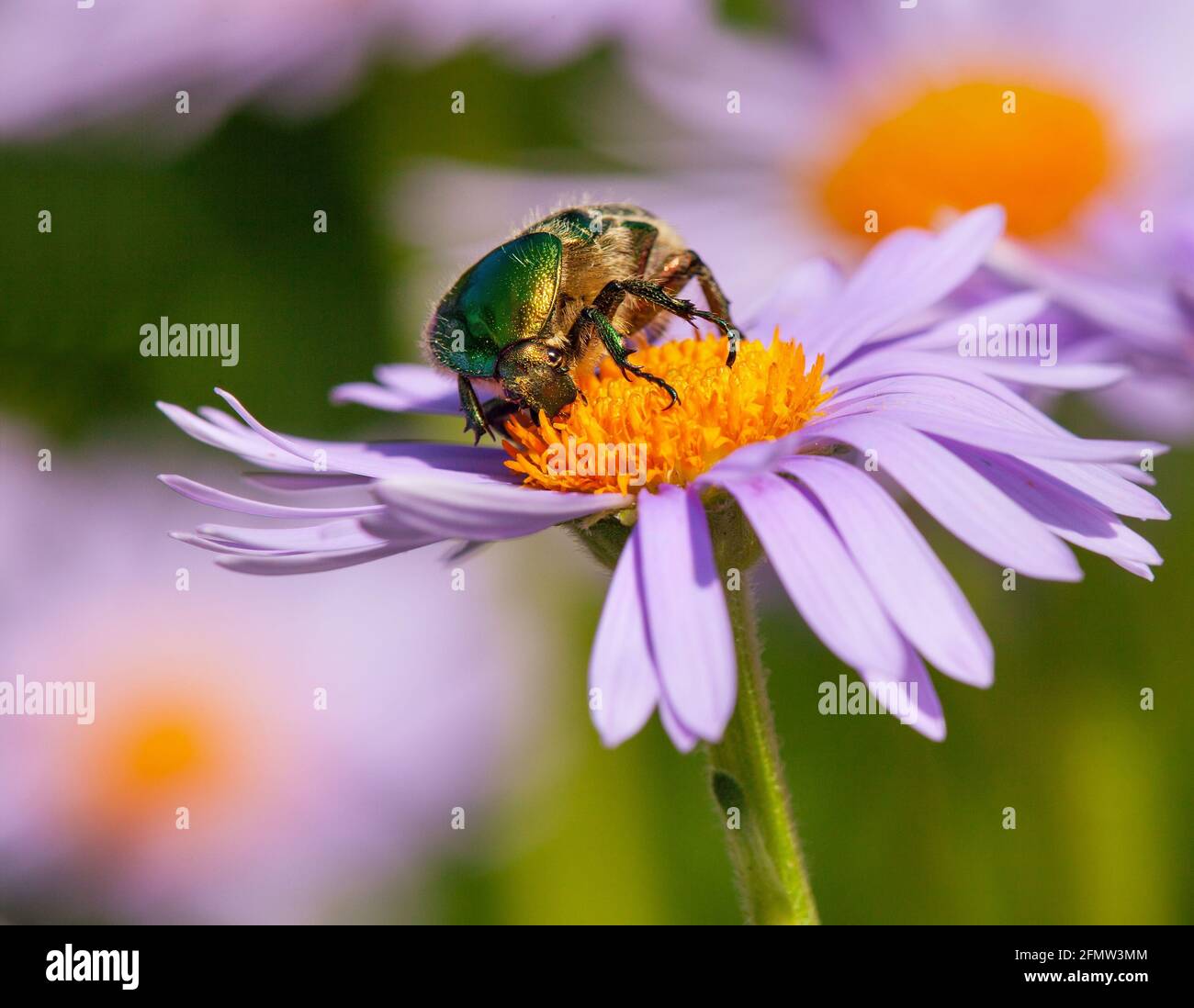 Grüner Rosenblütenchafer in lateinischer Cetonia aurata - Insekt Sitzende und bestäubte Blume Stockfoto