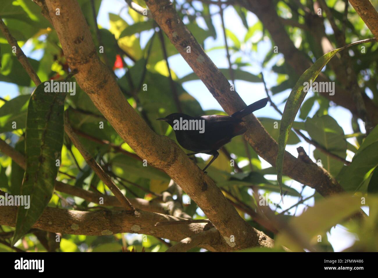 Schwarze Farbe winziger Vogel auf einem Zweig mit verschwommenem Hintergrund Stockfoto