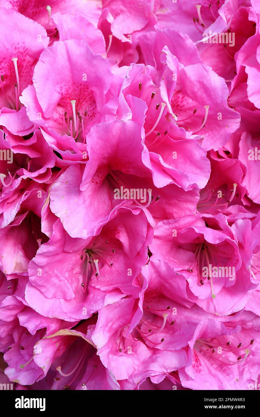 Azalea / Rhododendron ‘Herbert’ Masse von tiefrosa trichterförmigen Blüten mit hellrotem Fleck, der sehr kleine Blätter verdeckt, Mai, England, Großbritannien Stockfoto