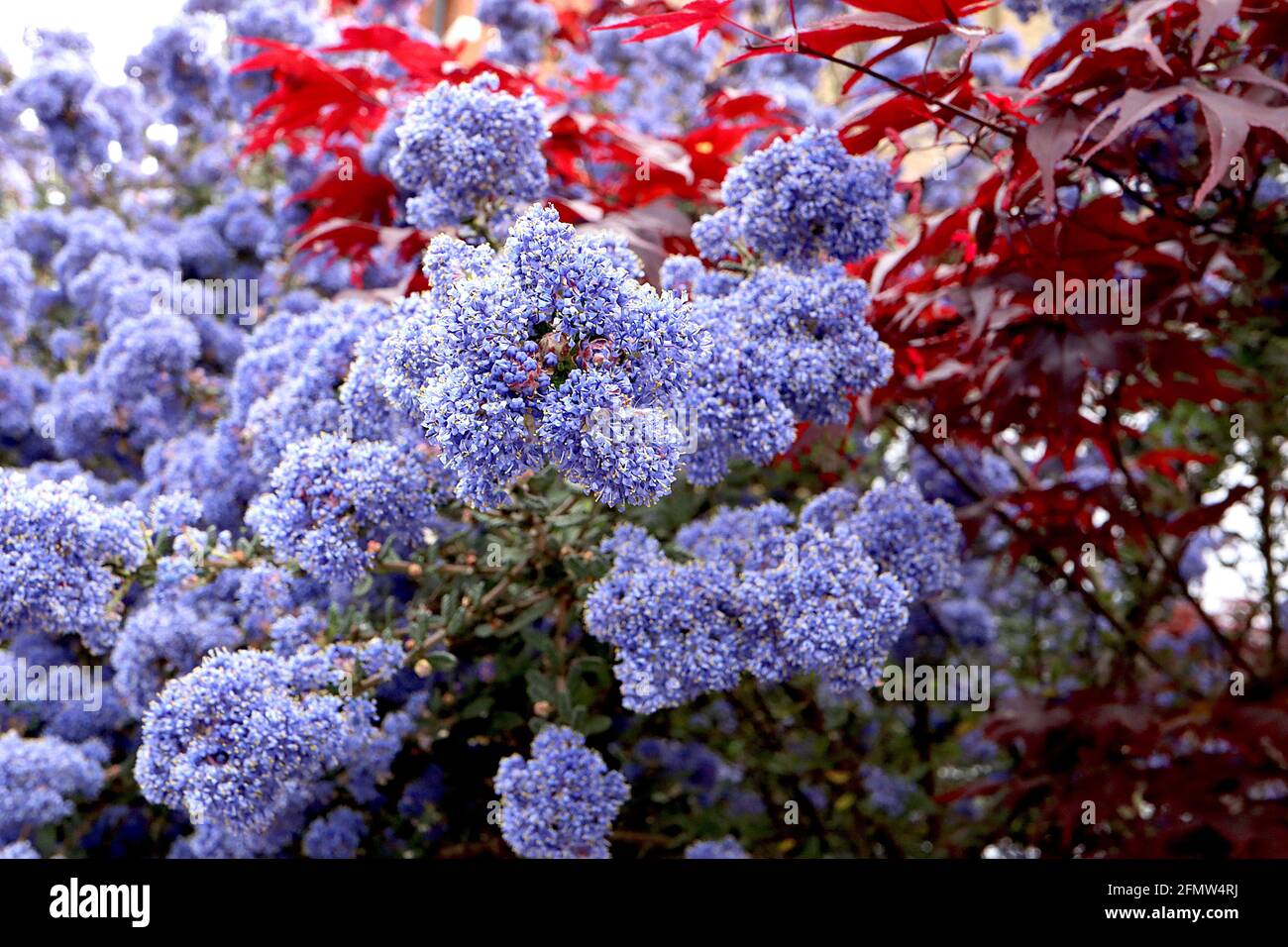Ceanothus ‘Puget Blue’ California Lilac Puget Blue - kleine, leuchtend blaue Blütenstände und kleine dunkelgrüne, tief geäderte Blätter, Mai, England, Großbritannien Stockfoto
