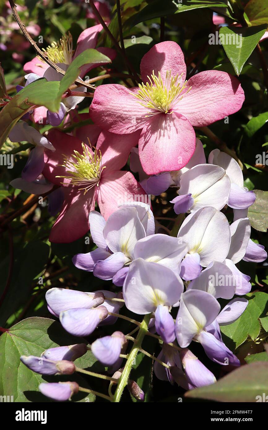 Clematis ‘Freda’ Wisteria floribunda ‘Domino’ tiefrosa Clematis mit blassrosa Blütenblättern, umschlitzt mit Glyzinien, Mai, England, Großbritannien Stockfoto