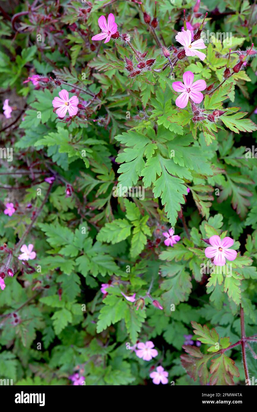 Geranium-Wildkraut Robert – kleine weiß gestreifte rosa Blüten und tief  zerschnitzte Blätter mit roten Rändern, Mai, England, Großbritannien  Stockfotografie - Alamy