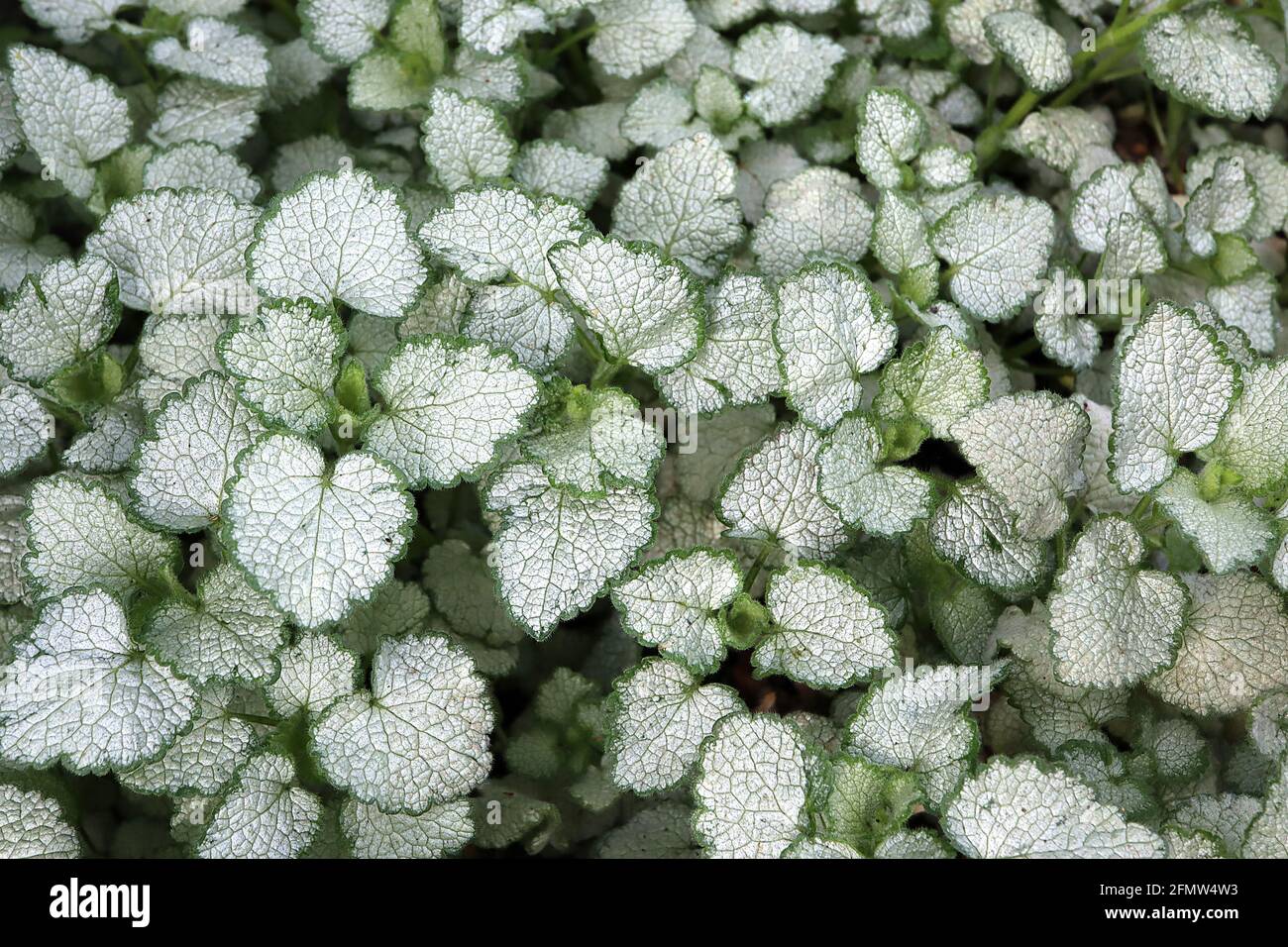 Lamium maculatum ‘Beacon Silver’ Leaves Only Spotted Deadnessel Beacon Silver – herzförmige, silbrig graue Blätter mit schmalen grünen Rändern Stockfoto