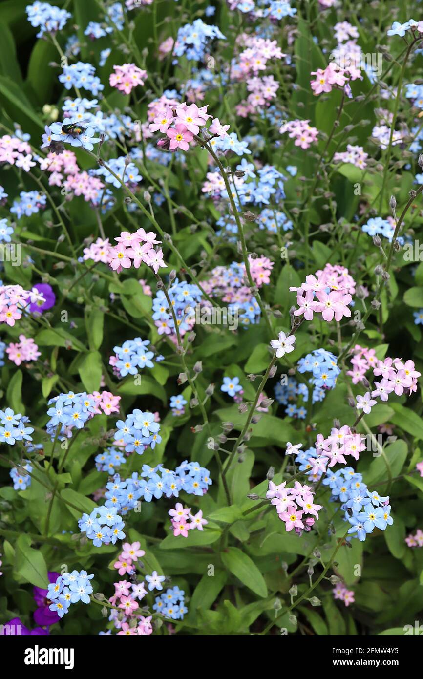 Myosotis alpestris ‘Rose’ pink alpenländisch forget-me-not Myosotis sylvatica ‘Blue’ blue wood forget-me-nots May, England, UK Stockfoto