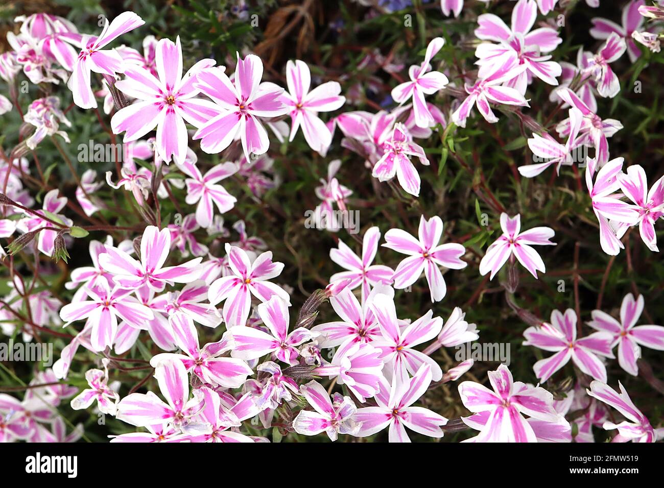 Phlox subulata ‘Candy Stripe’ schleichende Phlox Candy Stripe – weiße sternförmige Blüten mit rosa gestreiften Pinselstrichen und kleinen basalen Cerismarkierungen Stockfoto