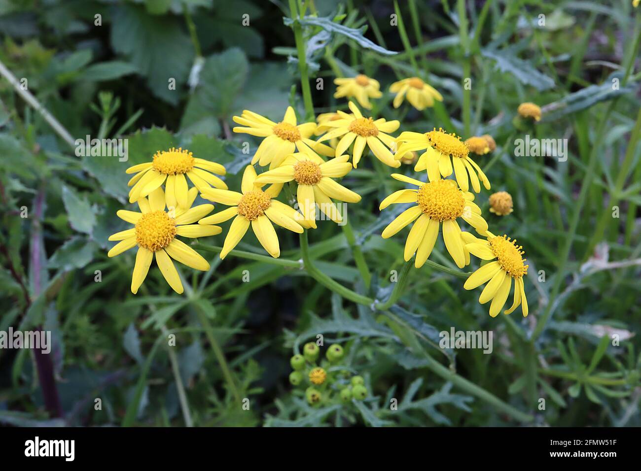 Senecio squalidus Oxford Ragwort – gelbe Gänseblümchen-Blütenköpfe auf tief gelappten und gezahnten Blättern, Mai, England, Großbritannien Stockfoto