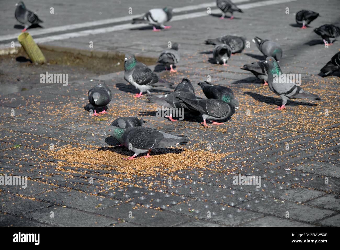 Viele Vögel, Tauben und Tauben mit bunten grünen und violetten Federn im Nacken auf den Vogelsamen und Lebensmitteln in beyazit istanbul. Stockfoto