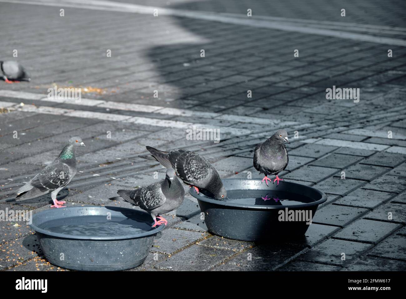 Viele Vögel, Tauben und Tauben mit bunten grünen und violetten Federn im Nacken auf den Vogelsamen und Lebensmitteln in beyazit istanbul. Stockfoto