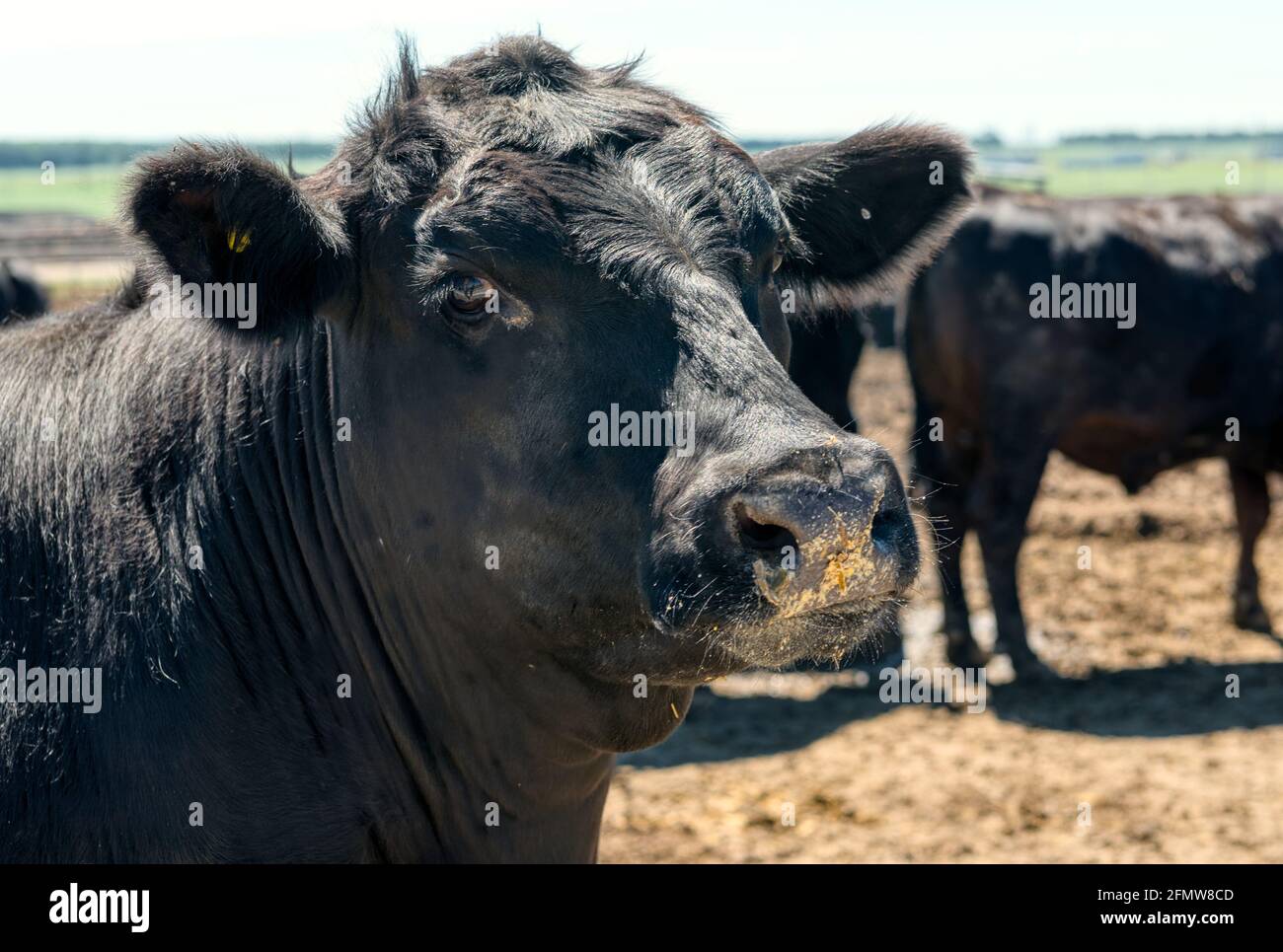 Schwarze Kuh auf dem Bauernhof. Stockfoto