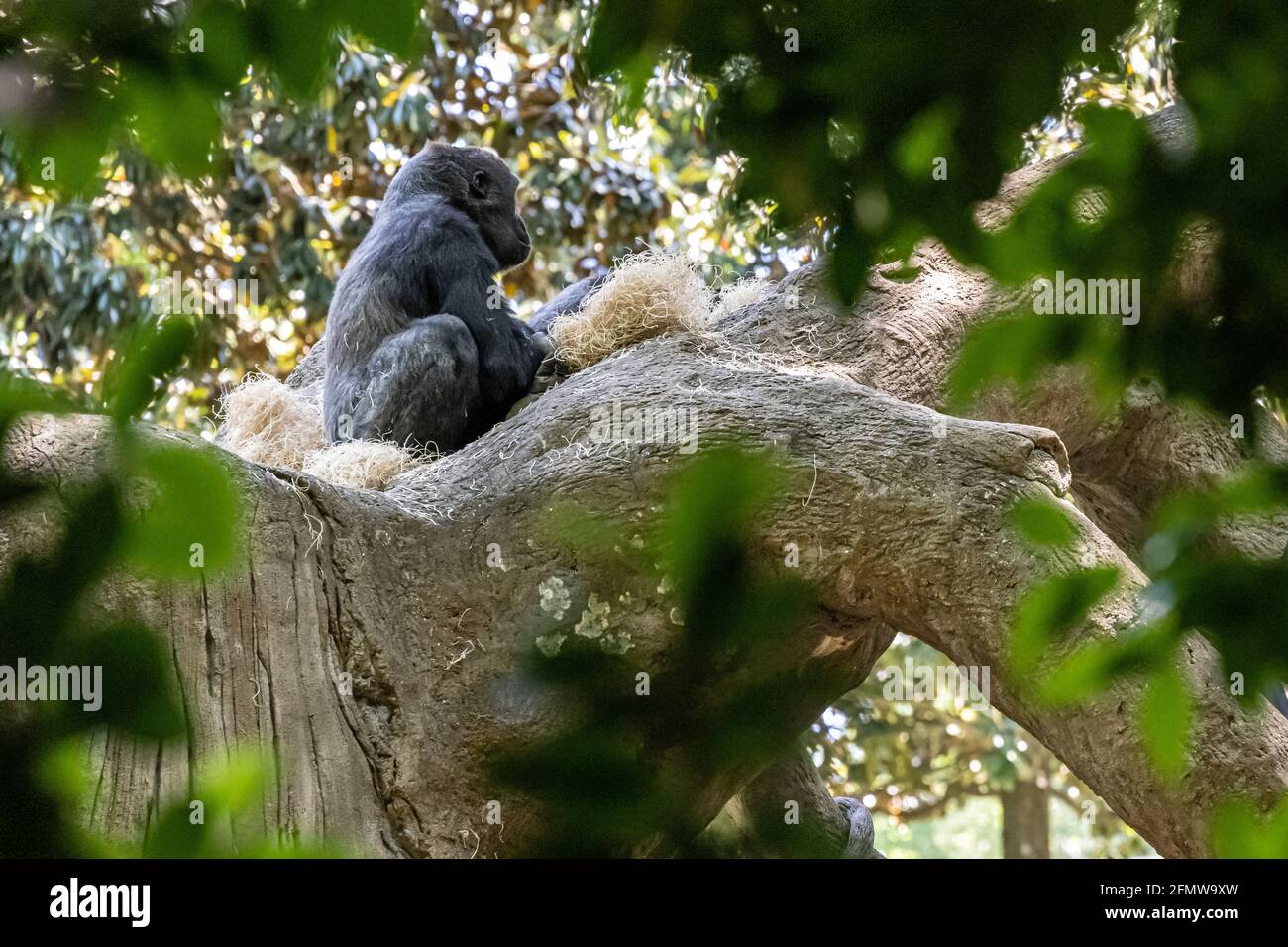 WESTERN-Flachland-Gorilla im Zoo Atlanta in der Nähe der Innenstadt von Atlanta, Georgia. (USA) Stockfoto