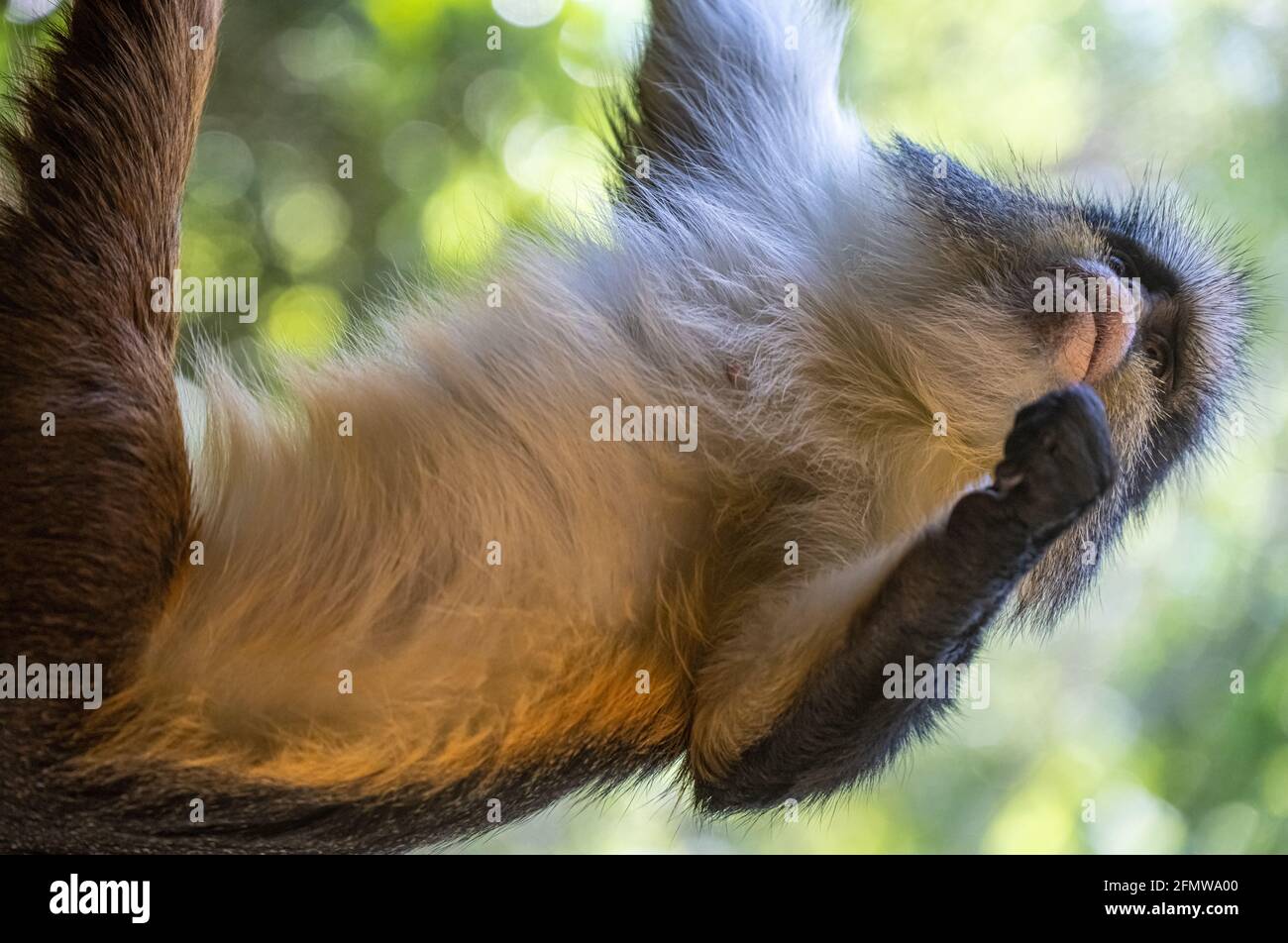 Wolf's Guenon (Cercopithecus wolfii), ein Affe der Alten Welt aus dem Nahen Afrika, im Zoo Atlanta in Atlanta, Georgia. (USA) Stockfoto