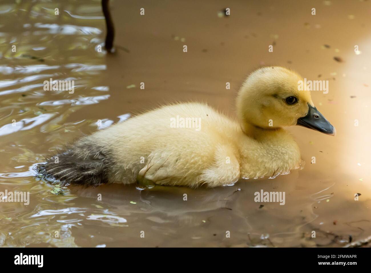 Baby Enten beim Schwimmen im Amazonas in Peru Stockfotografie - Alamy
