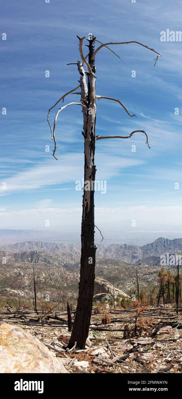 Allein verbrannter Baum, der allein in einem dezimierten Wald auf dem Mt. Lemmon, Santa Catalina Mountains, in der Nähe von Tucson, Arizona. Dieser Bereich war das Ergebnis von zwei ma Stockfoto