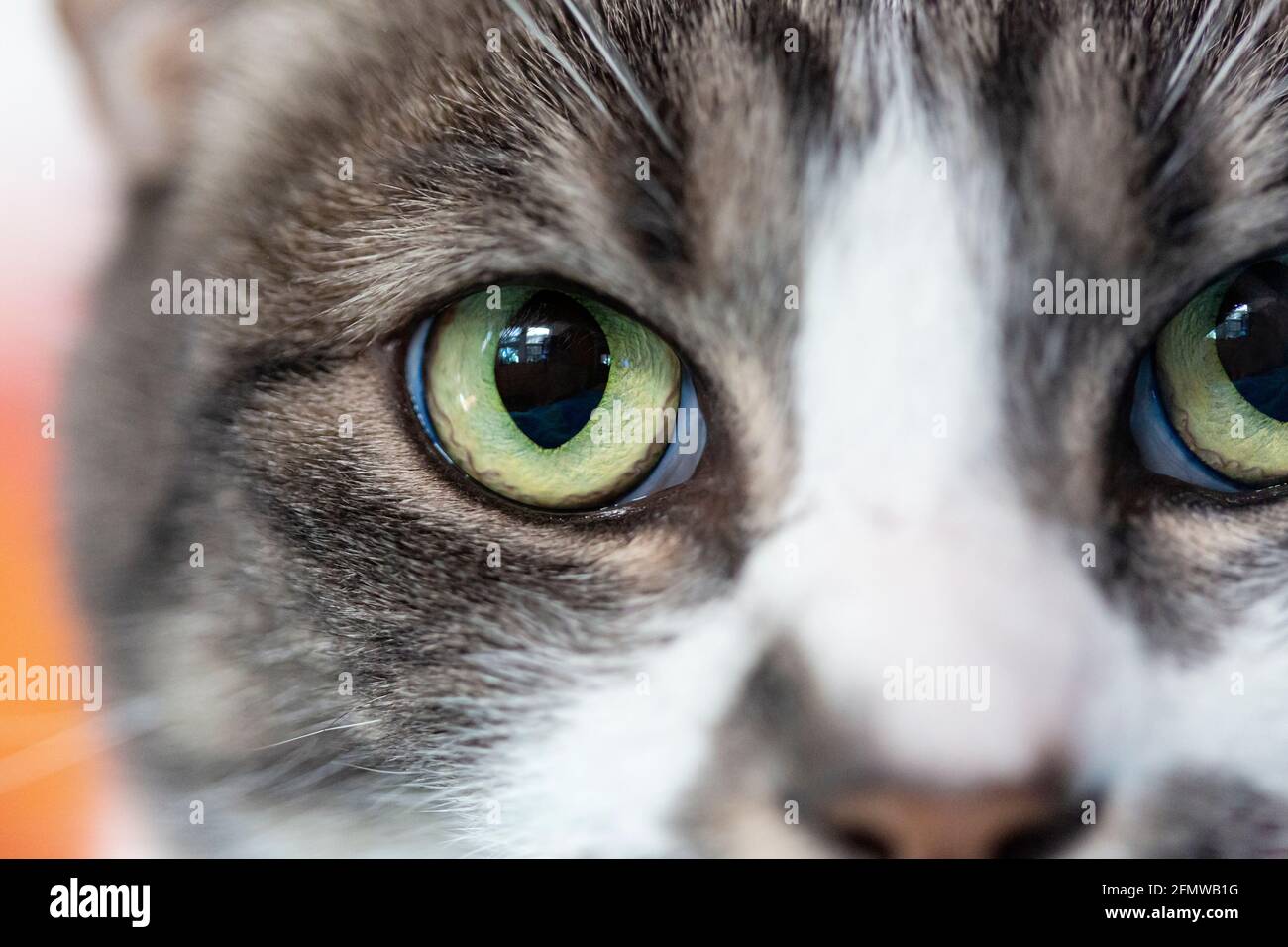 Nahaufnahme von grünen Katzenaugen, Domestic Shorthair, gestreifte grau-weiß gestromte Katze. Stockfoto