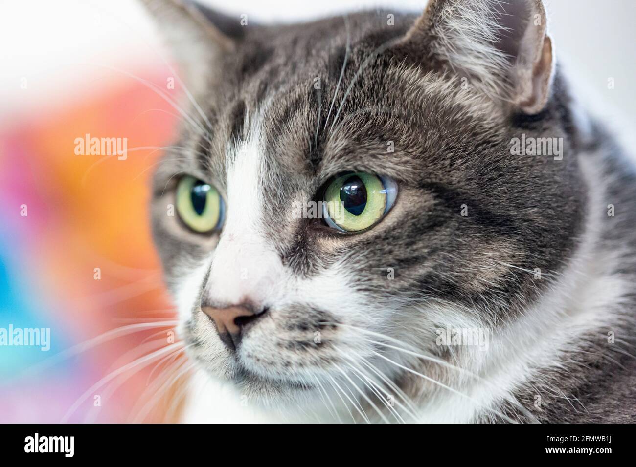 Porträt einer häuslichen Kurzhaar, gestreifte grau-weiß gestromte Katze. Stockfoto