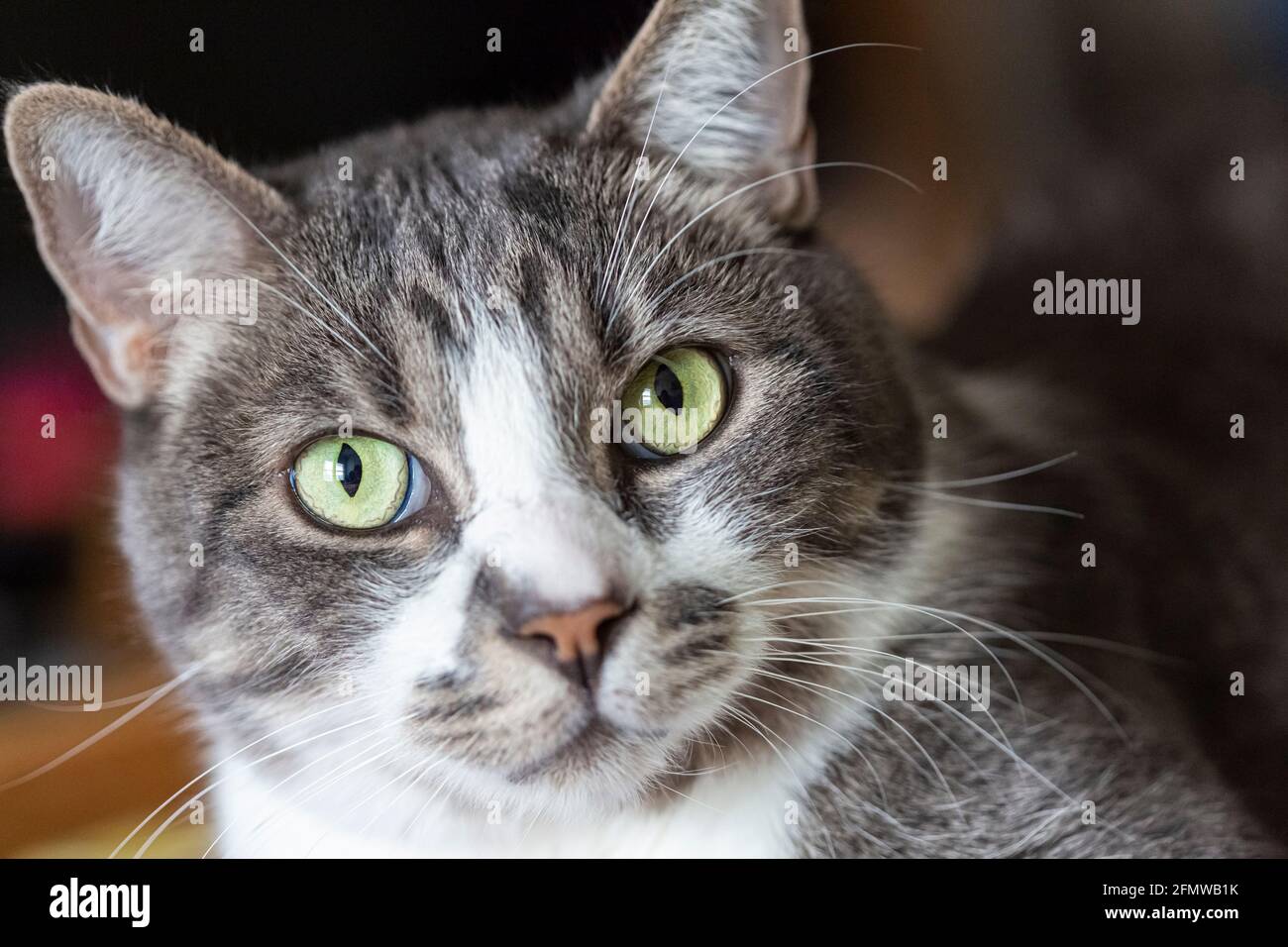 Porträt einer häuslichen Kurzhaar, gestreifte grau-weiß gestromte Katze. Stockfoto