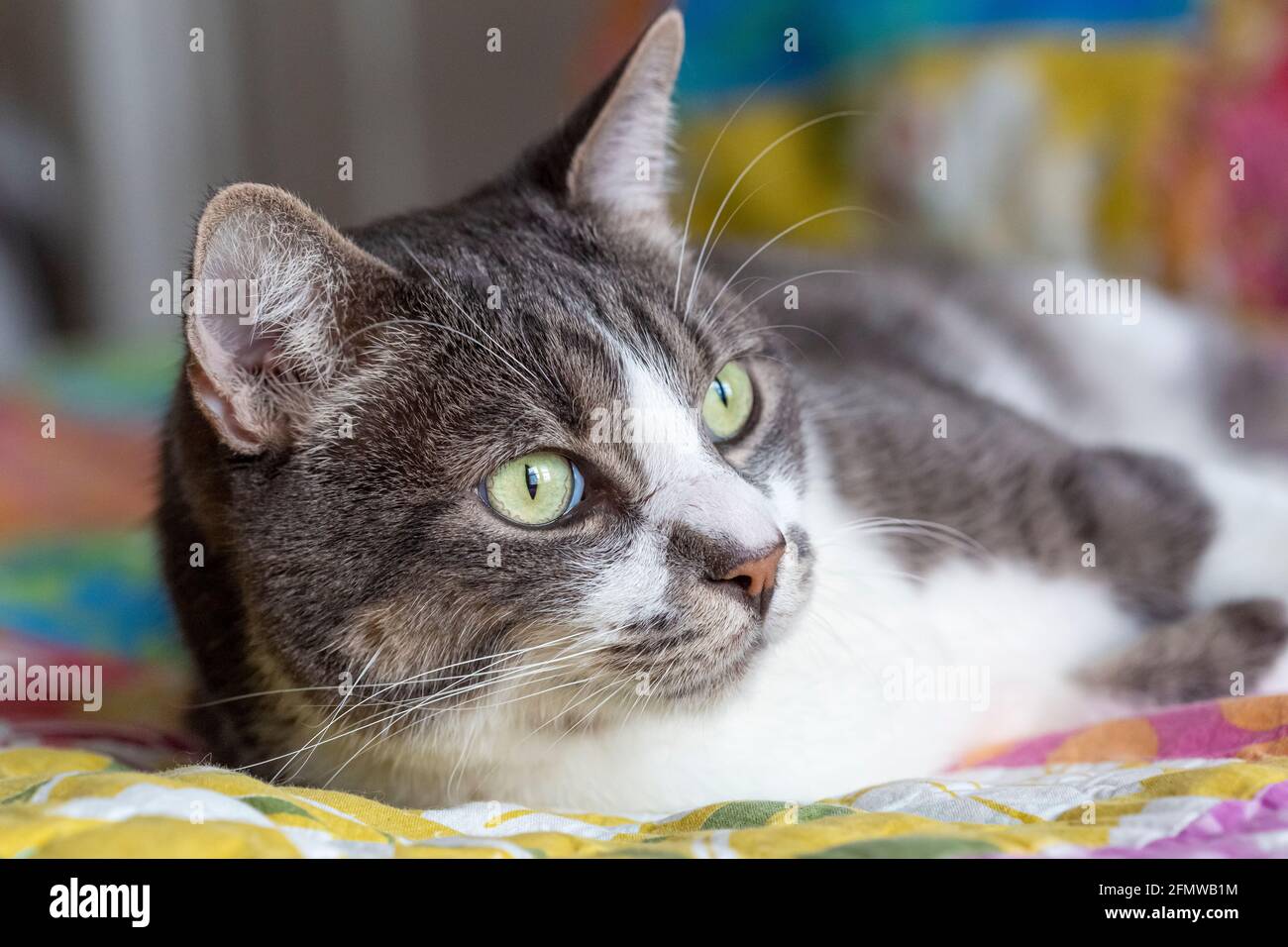 Hauskatze Kurzhaar, gestreifte grau-weiß gestromte Katze. Stockfoto
