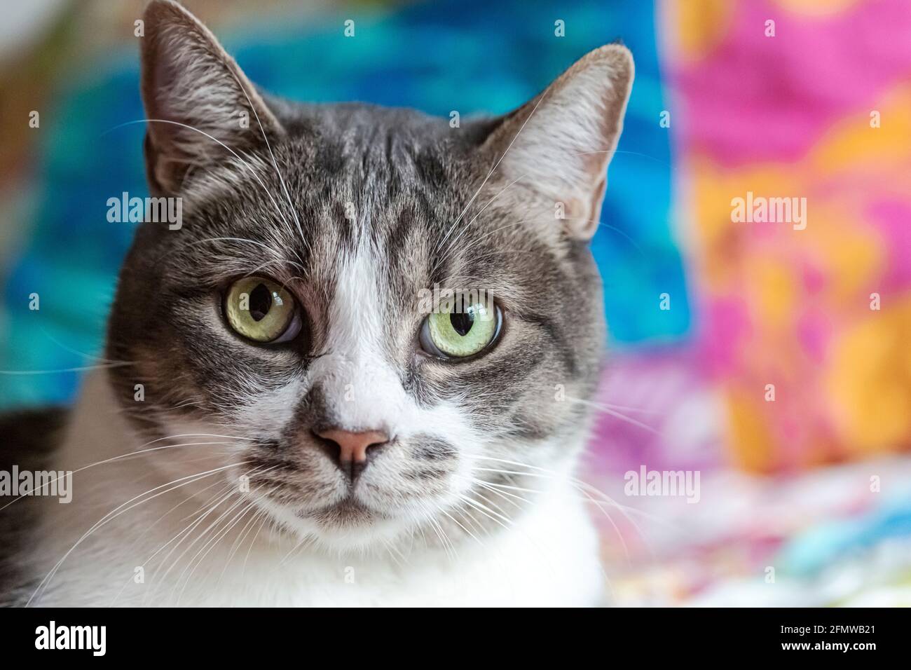 Porträt einer häuslichen Kurzhaar, gestreifte grau-weiß gestromte Katze, die direkt auf die Kamera blickt. Stockfoto