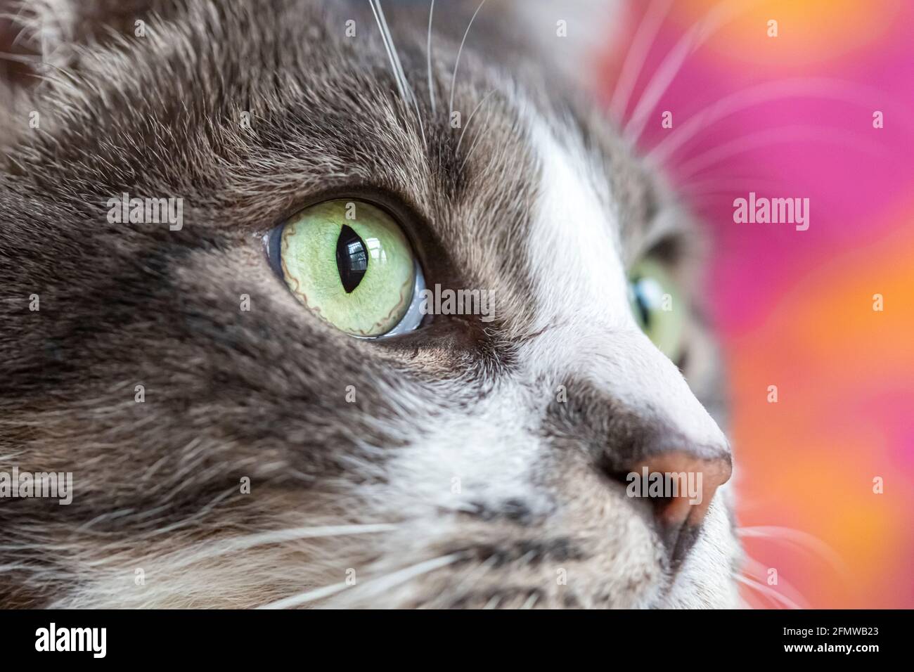 Nahaufnahme einer Katze mit grünen Augen, Domestic Kurzhaar, gestreifte grau-weiß gestromte Katze. Stockfoto