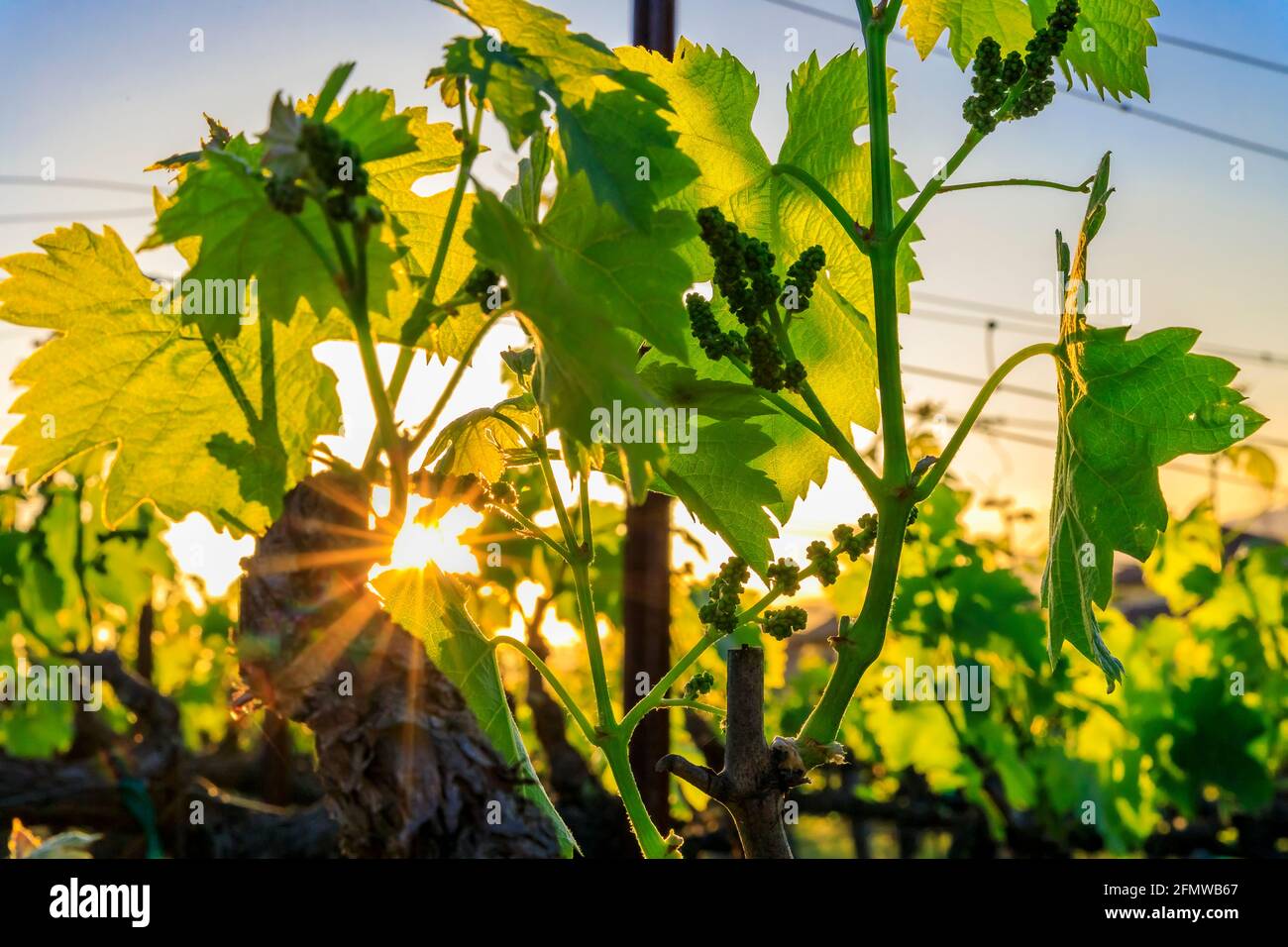 Blick auf Traubenblätter mit Sonneneinstrahlung bei Sonnenuntergang auf einem Weinberg im Frühjahr im Napa Valley, Kalifornien, USA Stockfoto