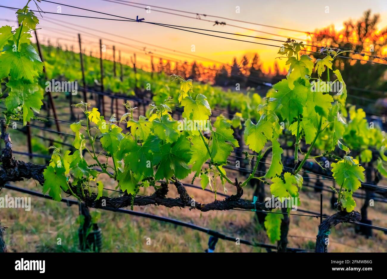 Blick auf Weinreben bei Sonnenuntergang auf einem Weinberg im Frühling im Napa Valley, Kalifornien, USA Stockfoto