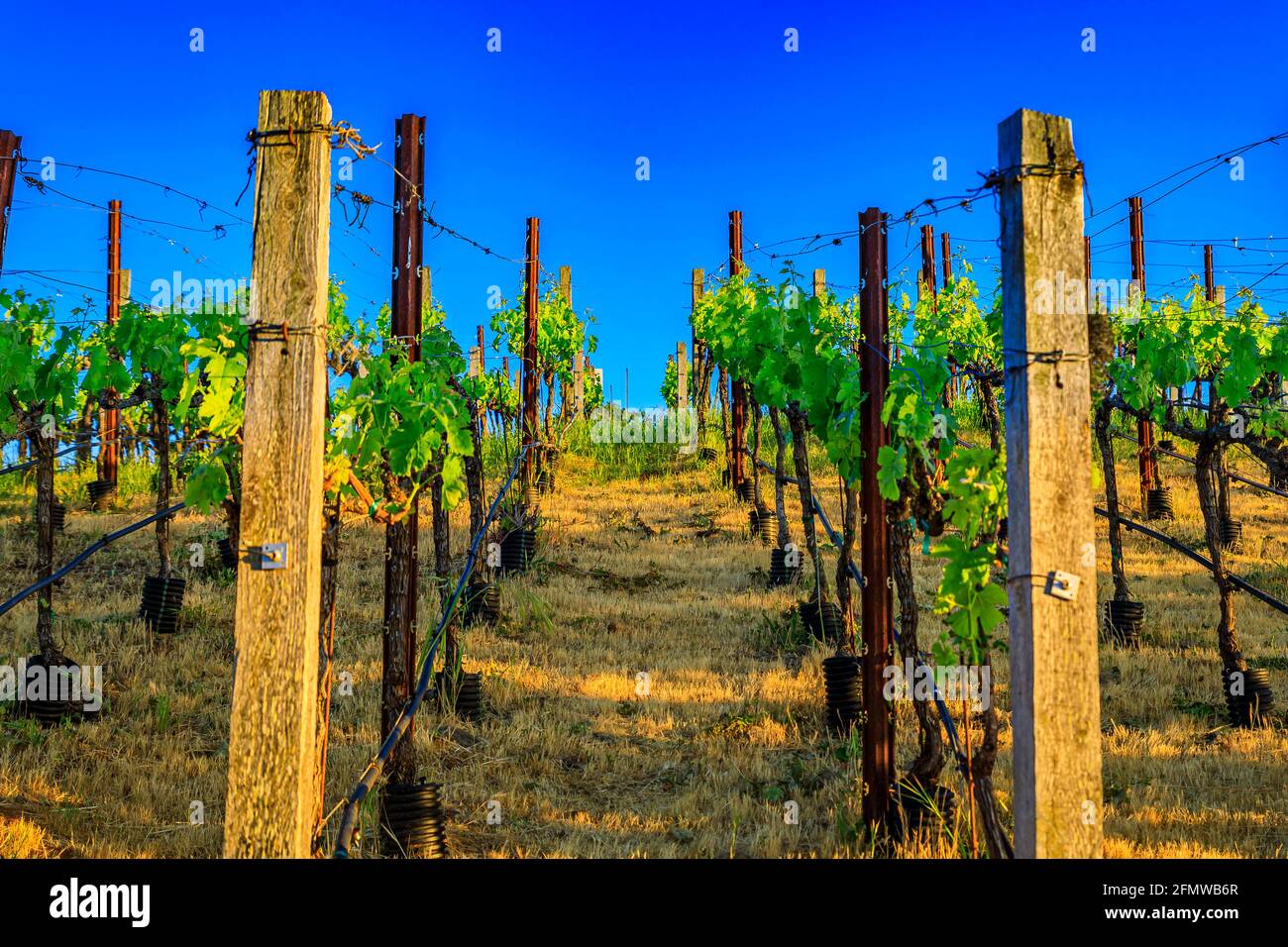 Blick auf Weinreben bei Sonnenuntergang auf einem Weinberg im Frühling im Napa Valley, Kalifornien, USA Stockfoto