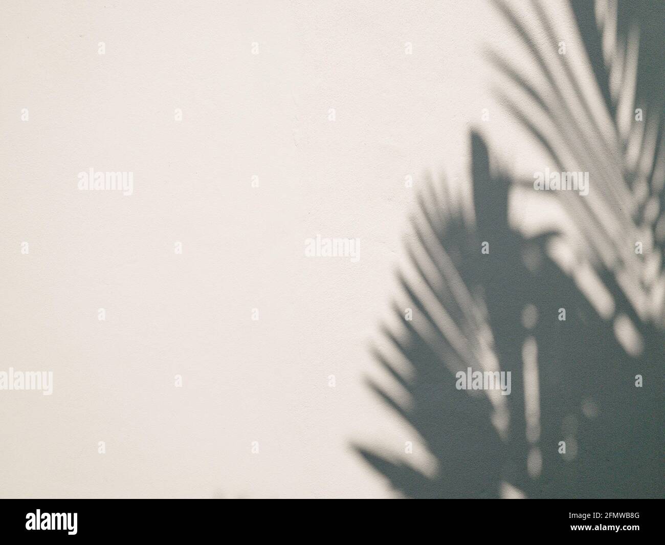 Die Palme hinterlässt Schatten auf dem Hintergrund der Zementwand Stockfoto