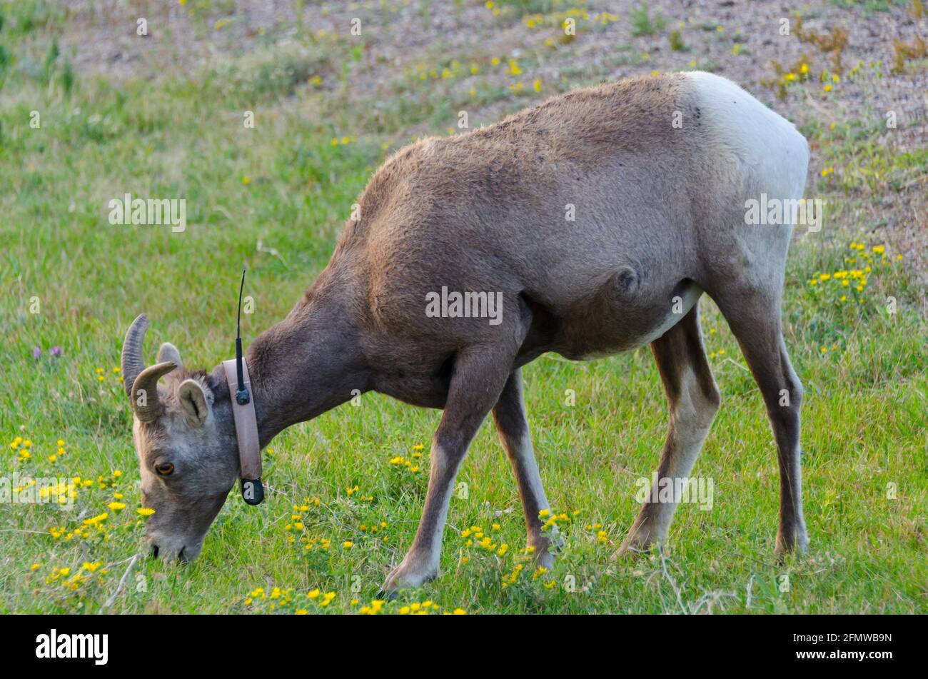 Bighorn Schafe im Badlands National Park, South Dakota, USA Stockfoto