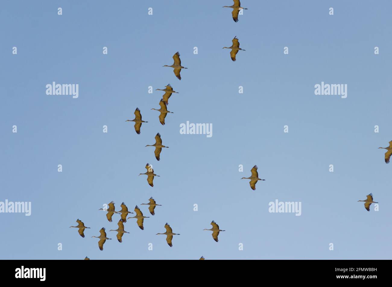 Sandhill Cranes und andere Vögel im Willcox Playa Wildlife Area, Arizona Stockfoto