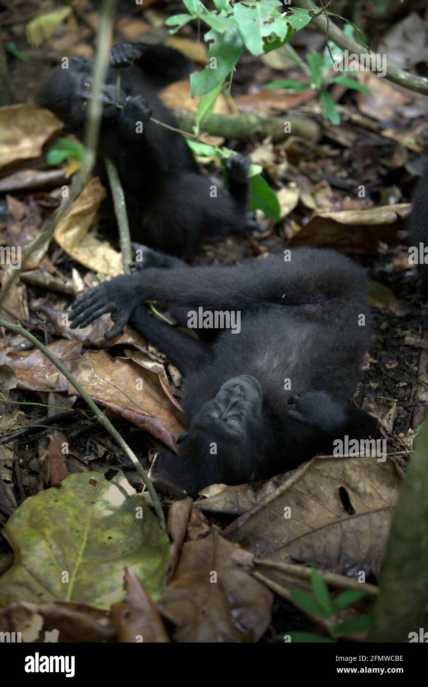 Sulawesi-Schwarzkammmakaken (Macaca nigra), die im Naturschutzgebiet Tangkoko, North Sulawesi, Indonesien, auf dem Waldboden sitzen und sich ausruhen. Ruhen ist eine der fünf Klassen makakanischer Aktivität, die Timothy O'Brien und Margaret Kinnaird in einem erstmals im International Journal of Primatology im Januar 1997 veröffentlichten Forschungspapier identifiziert haben. In der Ruhepause sitzt oder liegt ein Makake, „aber nicht mit sozialen Aktivitäten, einschließlich Autogrooming, beschäftigt ist“. Die endemischen Primaten von Sulawesi ruhen sich zu 19,5 Prozent aus. Stockfoto