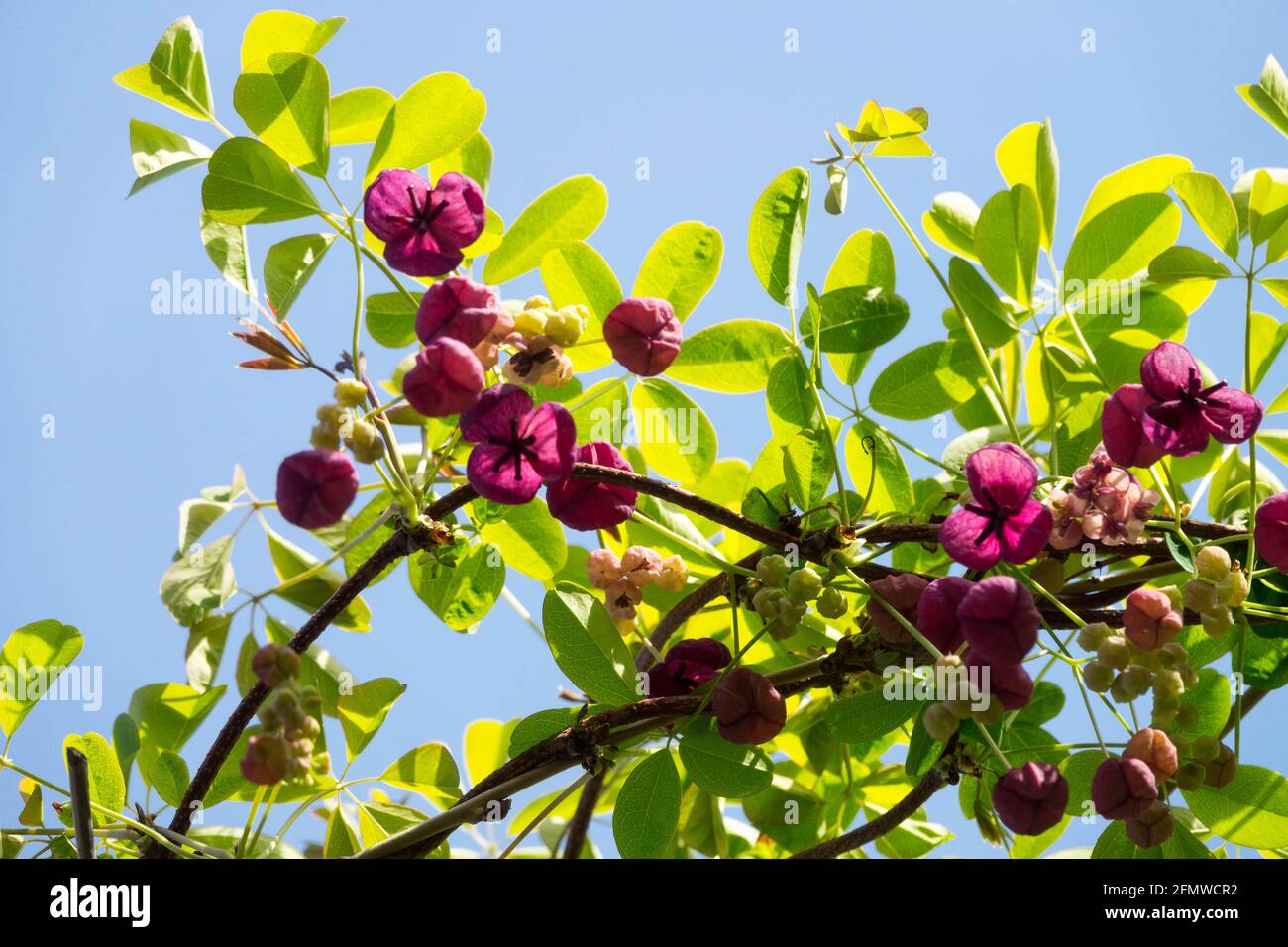 Creeper Fünfblättrige Schokoladenrebe Akebia quinata Blüten Stockfoto