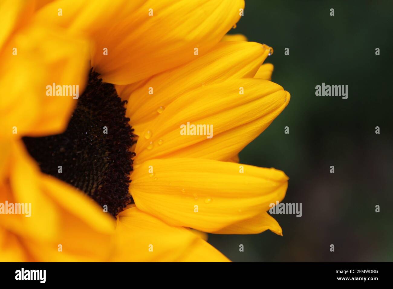 Sonnenblume mit Wassertropfen Stockfoto