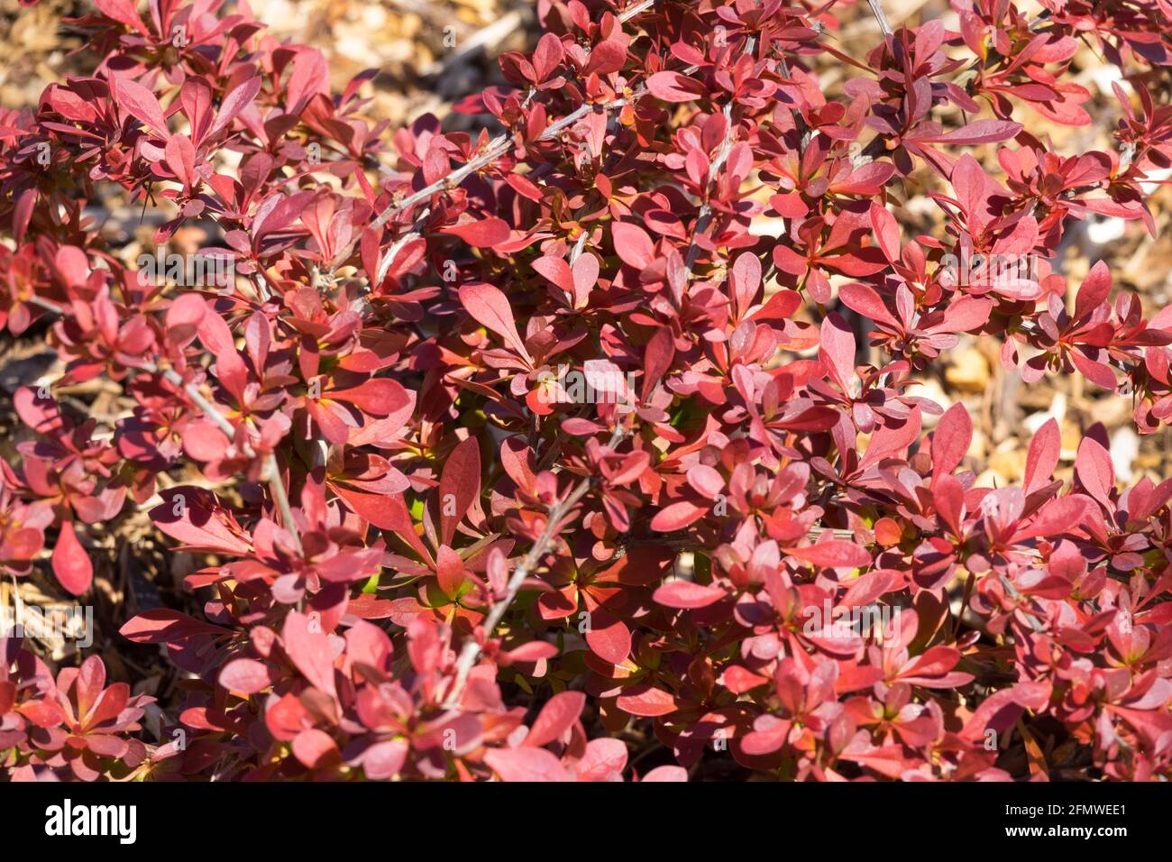 Berberis thumbergii Orange Rocket Stockfoto