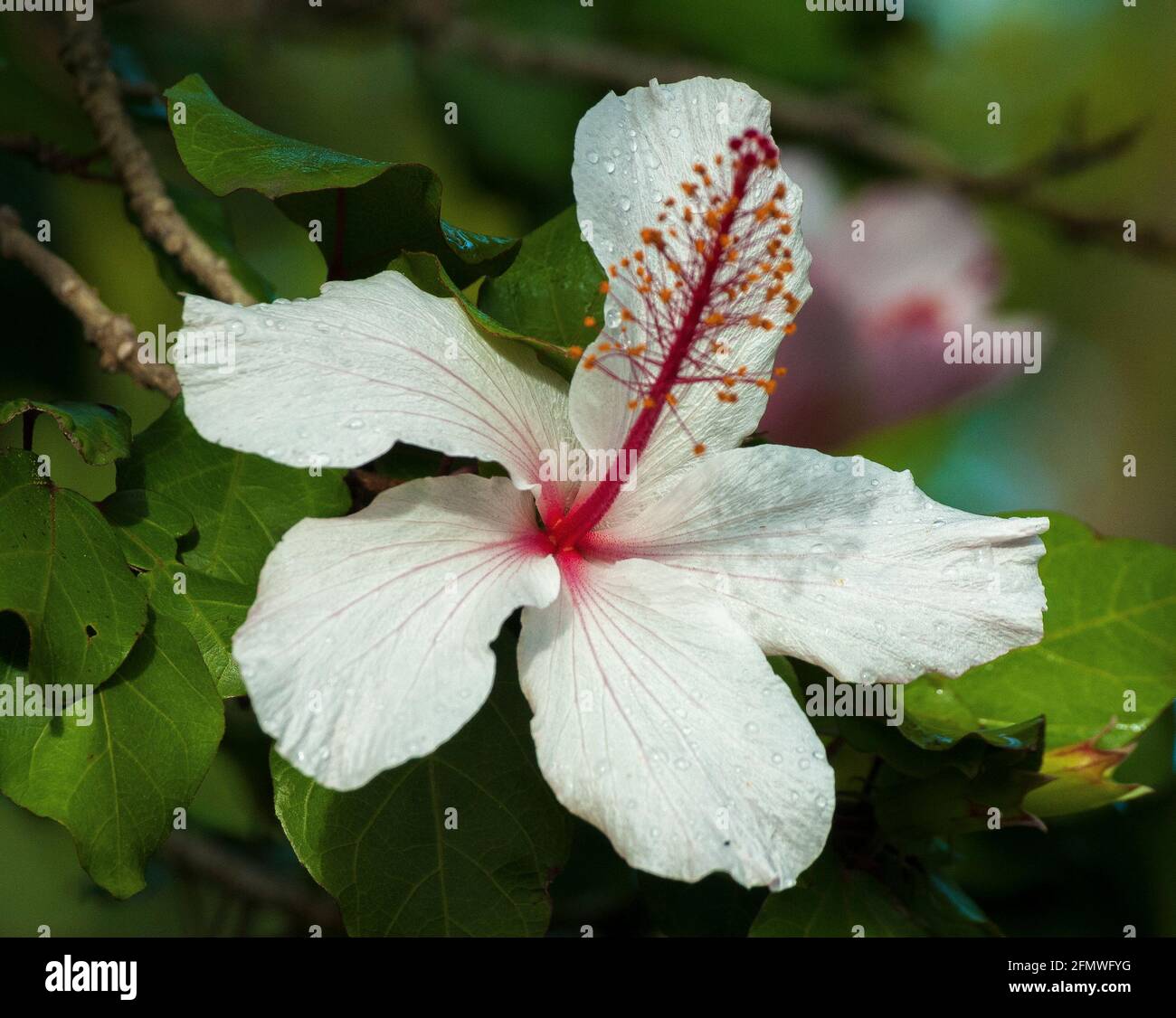 Hibiskus blüht in einem Melbourne Garten, Herbst 2021 Stockfoto