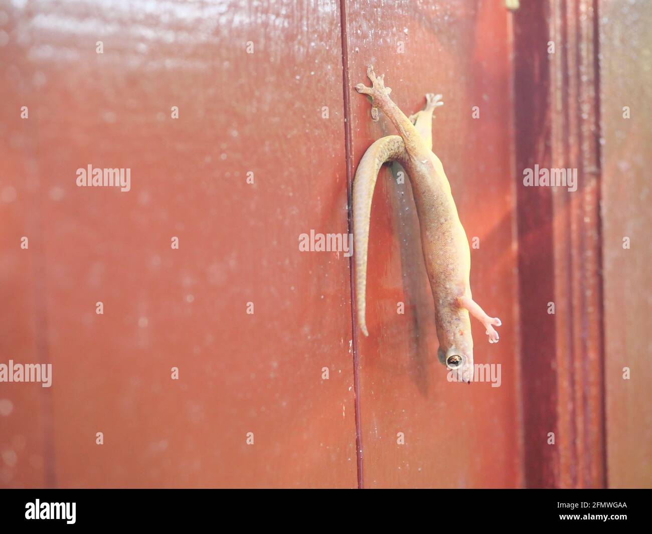 Gewöhnlicher Hausgecko ( H. platyurus ) starb, während seine Hinterfüße an der roten Wand anhängten und an der Tür Eidechsenkarkasse aufhängten Stockfoto