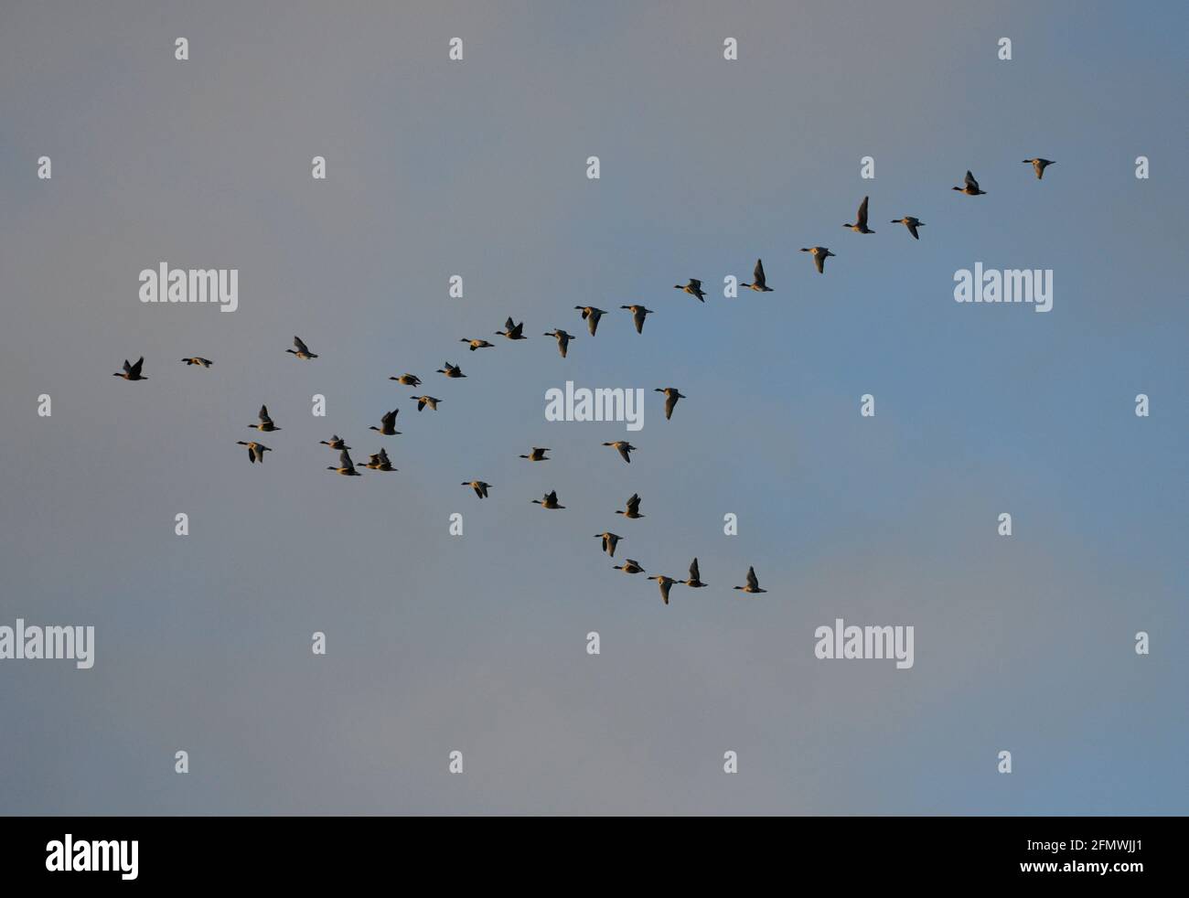 Pink-footed Goose - Anser brachyrhynchus Stockfoto