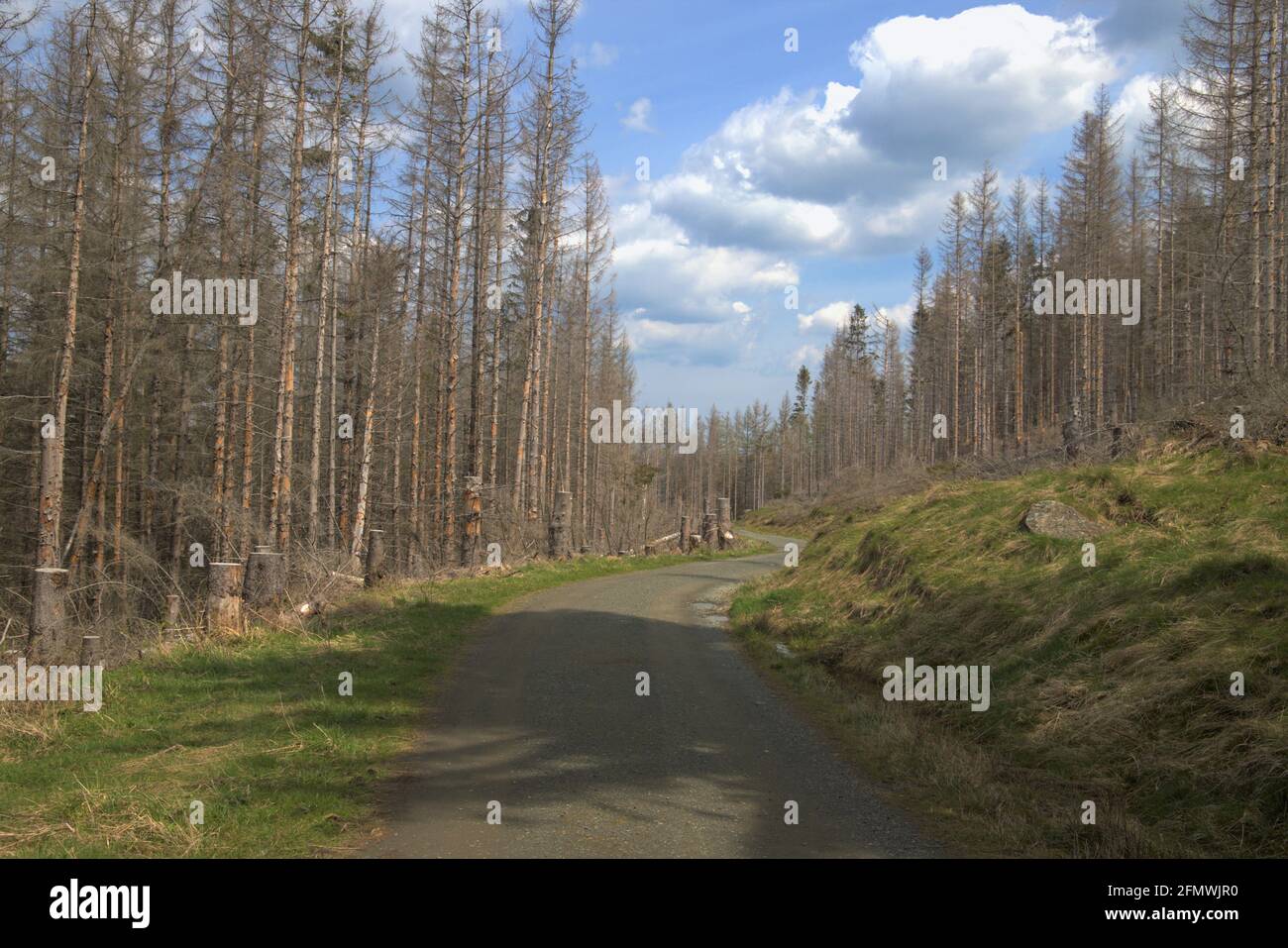 Wanderweg im Harz Nationalpark mit beschädigten Bäumen Waldeinschlag Stockfoto