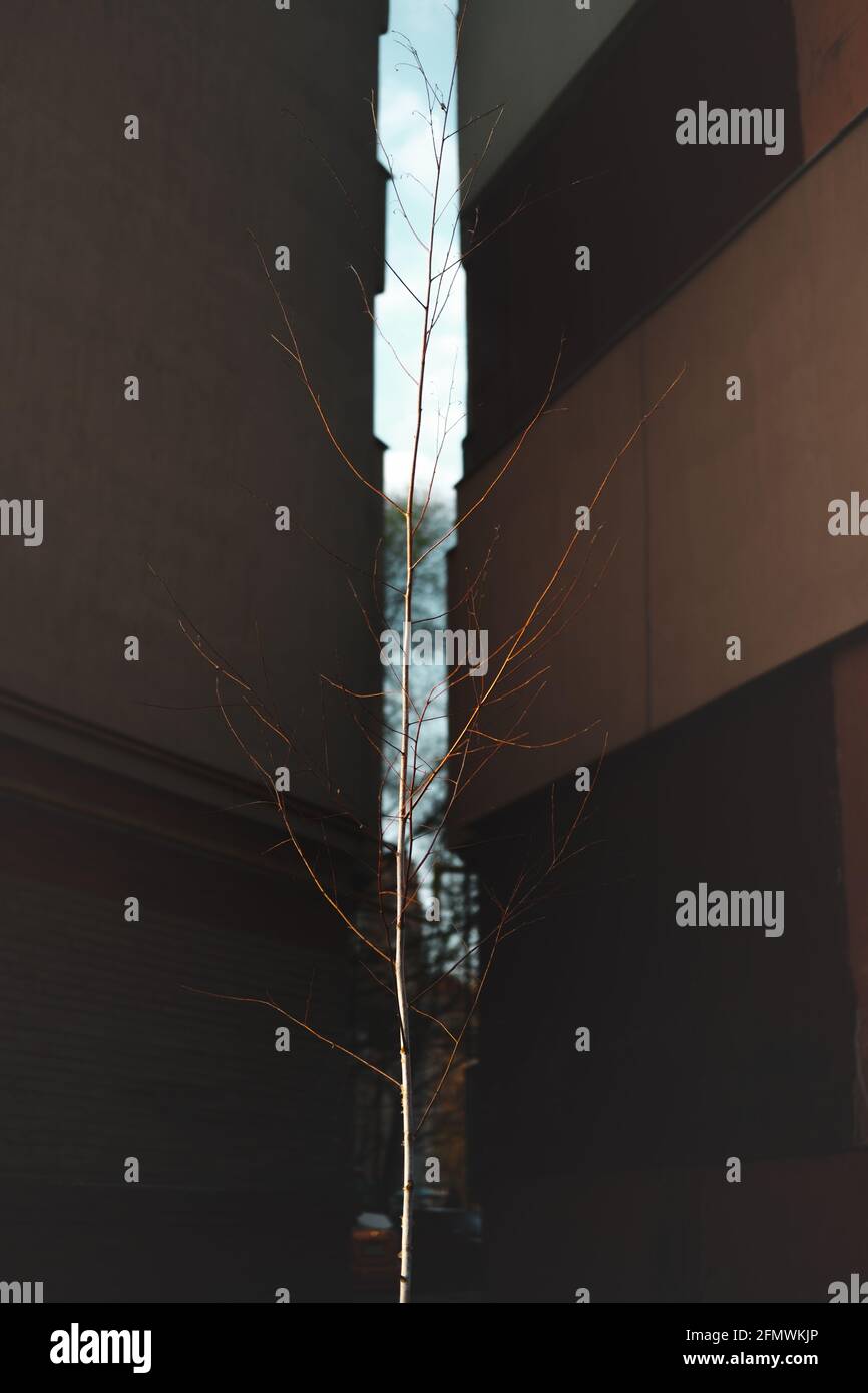Kleiner Baumstamm ohne Blätter in den Betonwänden im Hintergrund, urbane Szene Stockfoto