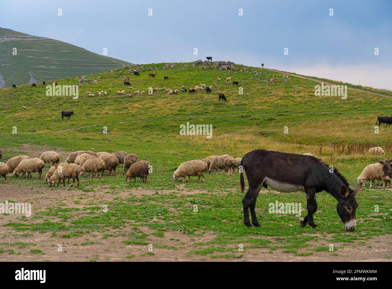 Eine Eselherde, die auf einer grünen Wiese spazierengeht Stockfoto