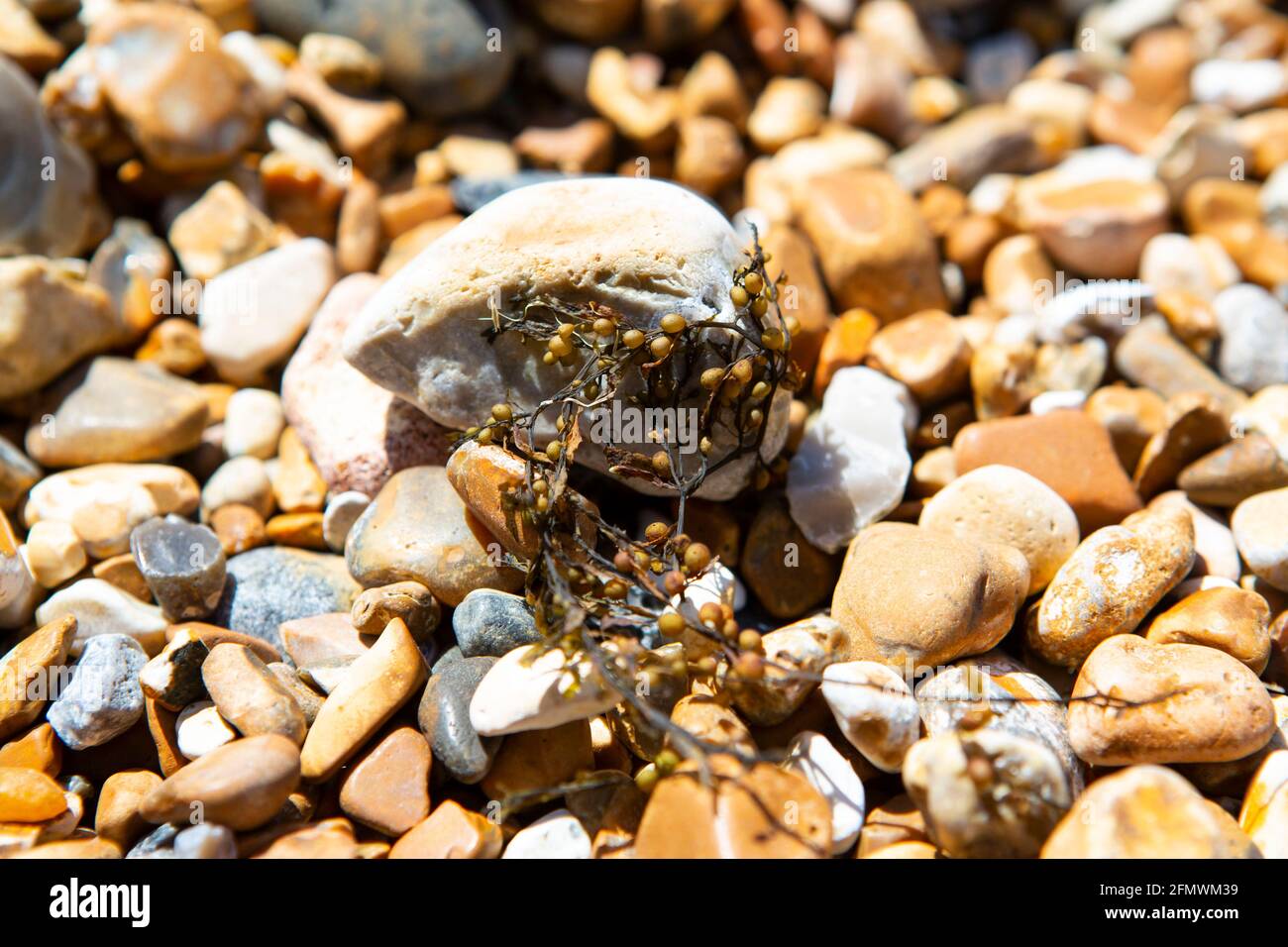 Getrocknete Algen auf dem Kiesel des Strandes Stockfoto