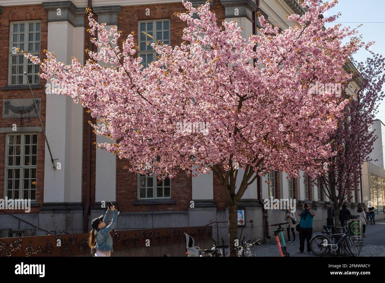 Turku, Finnland - 12-05-2021: Menschen fotografieren Kirschblüten vor der Hauptbibliothek am sonnigen Frühlingstag. Stockfoto
