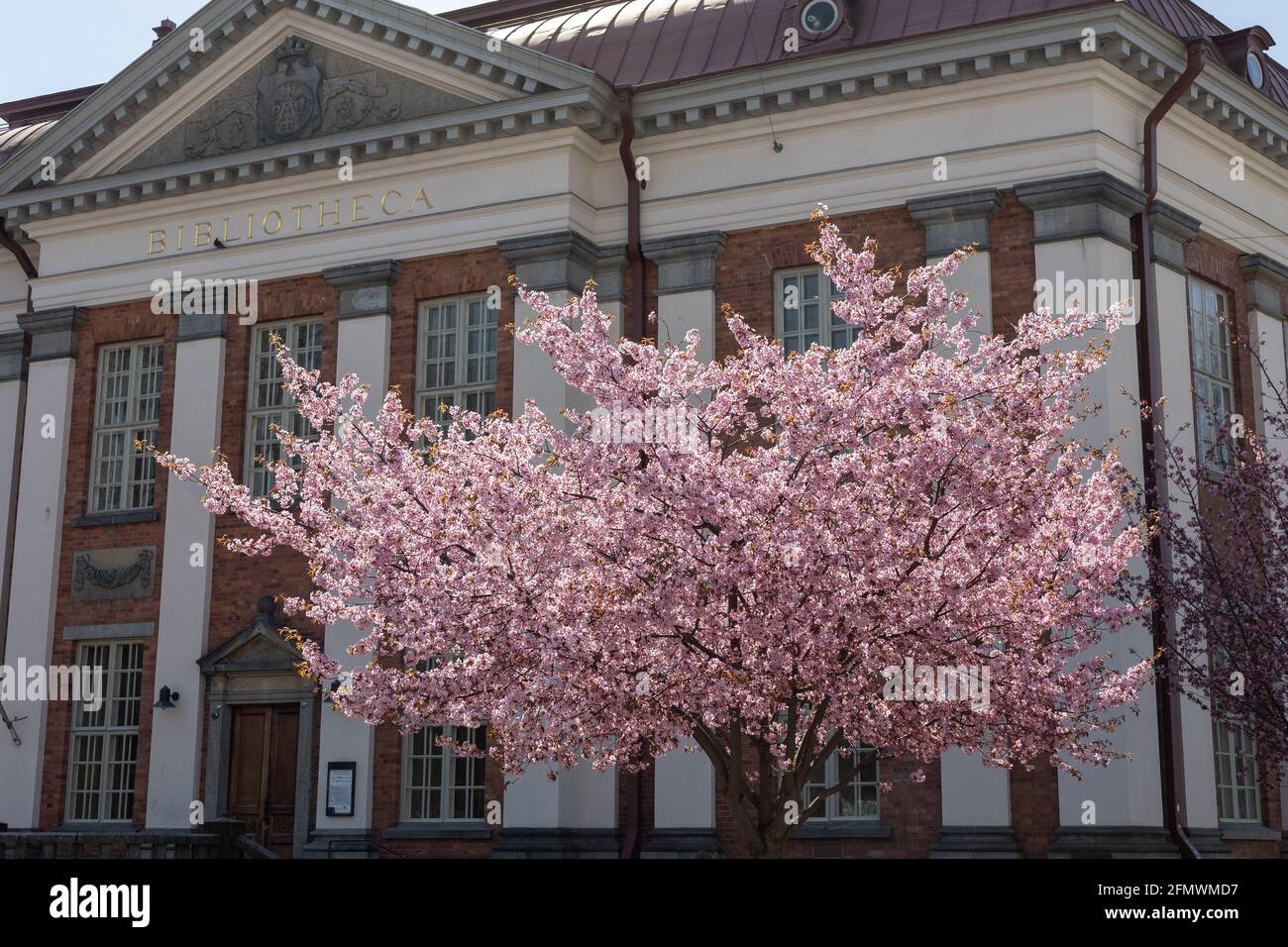 Kirschbaum vor der Hauptbibliothek in Turku, Finnland. Stockfoto