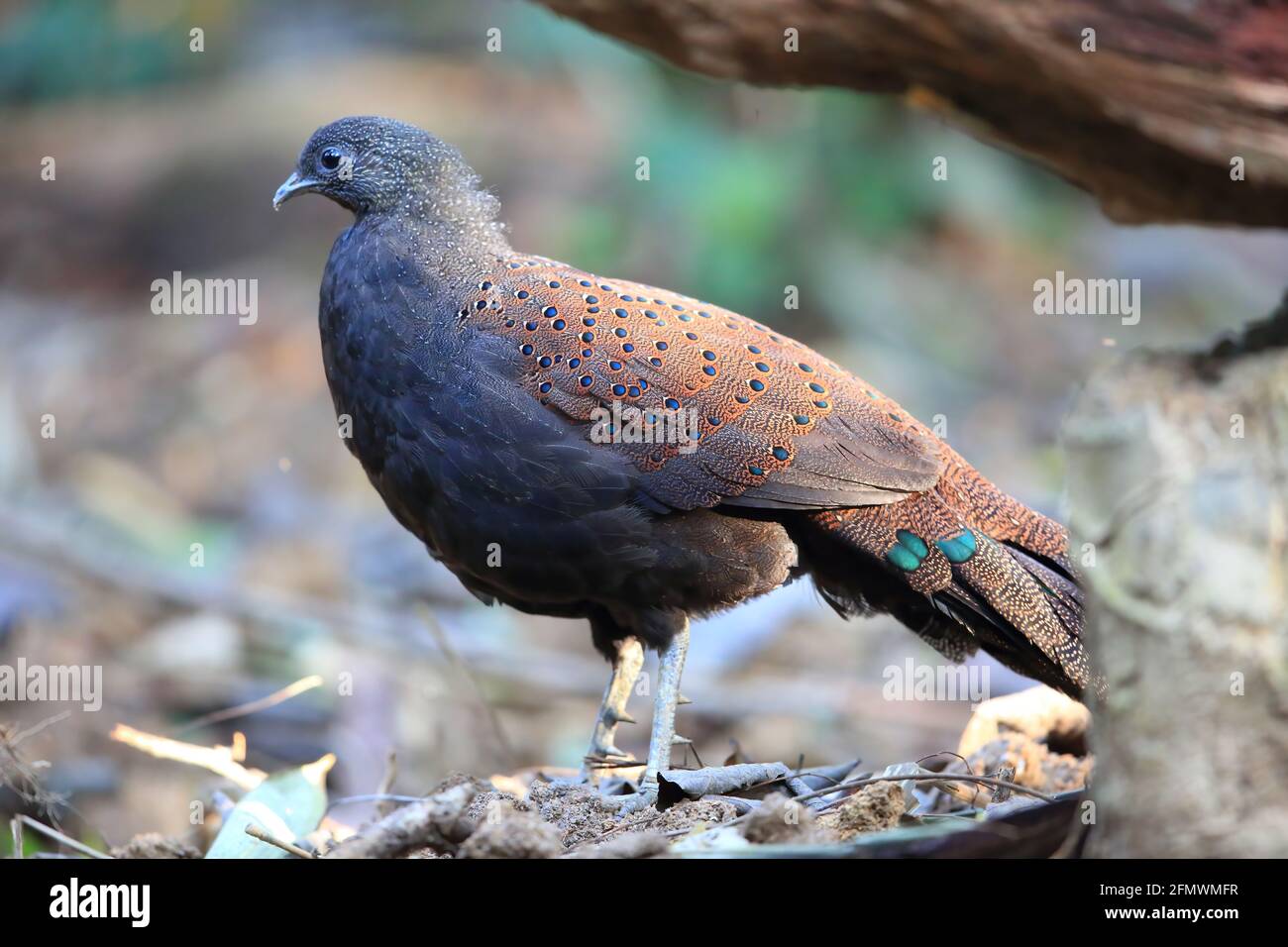 Bergpfauenfasane (Polyplectron inopinatum) männlich in Malaysia Stockfoto